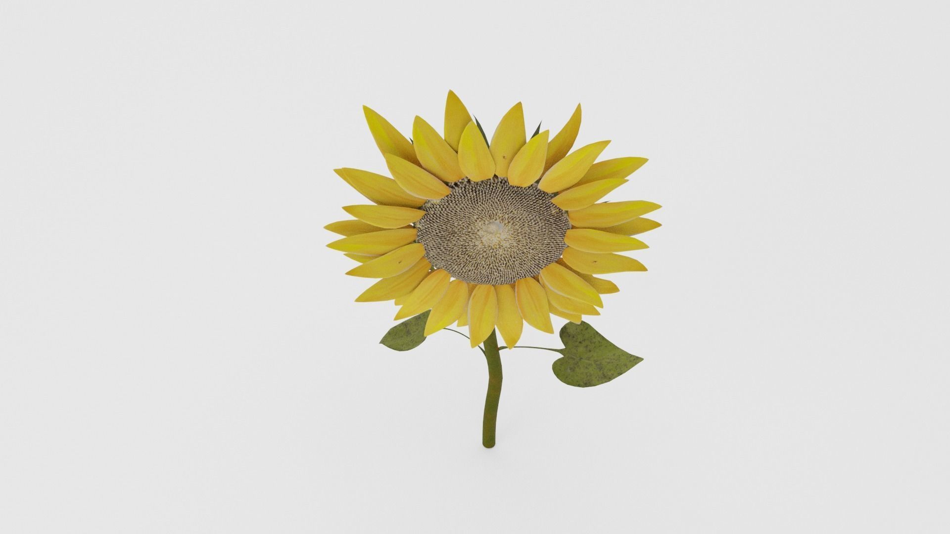 Sunflower Low-poly 3D model_4