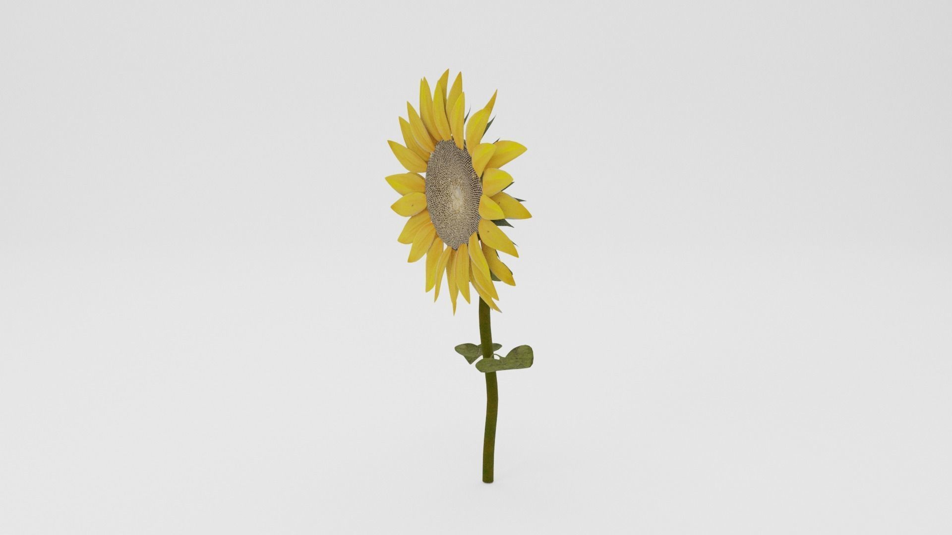 Sunflower Low-poly 3D model_2