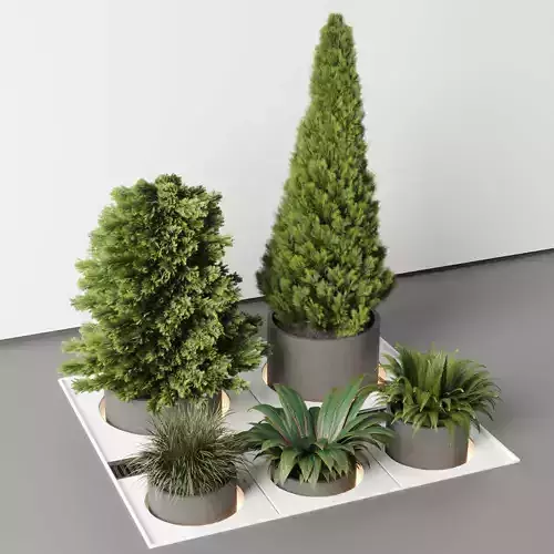  indoor plant garden pot grass  thuja bush fern concrete