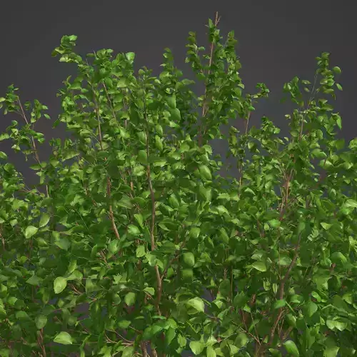 2021 PBR Hazel Tree Collection - Corylus Avellana