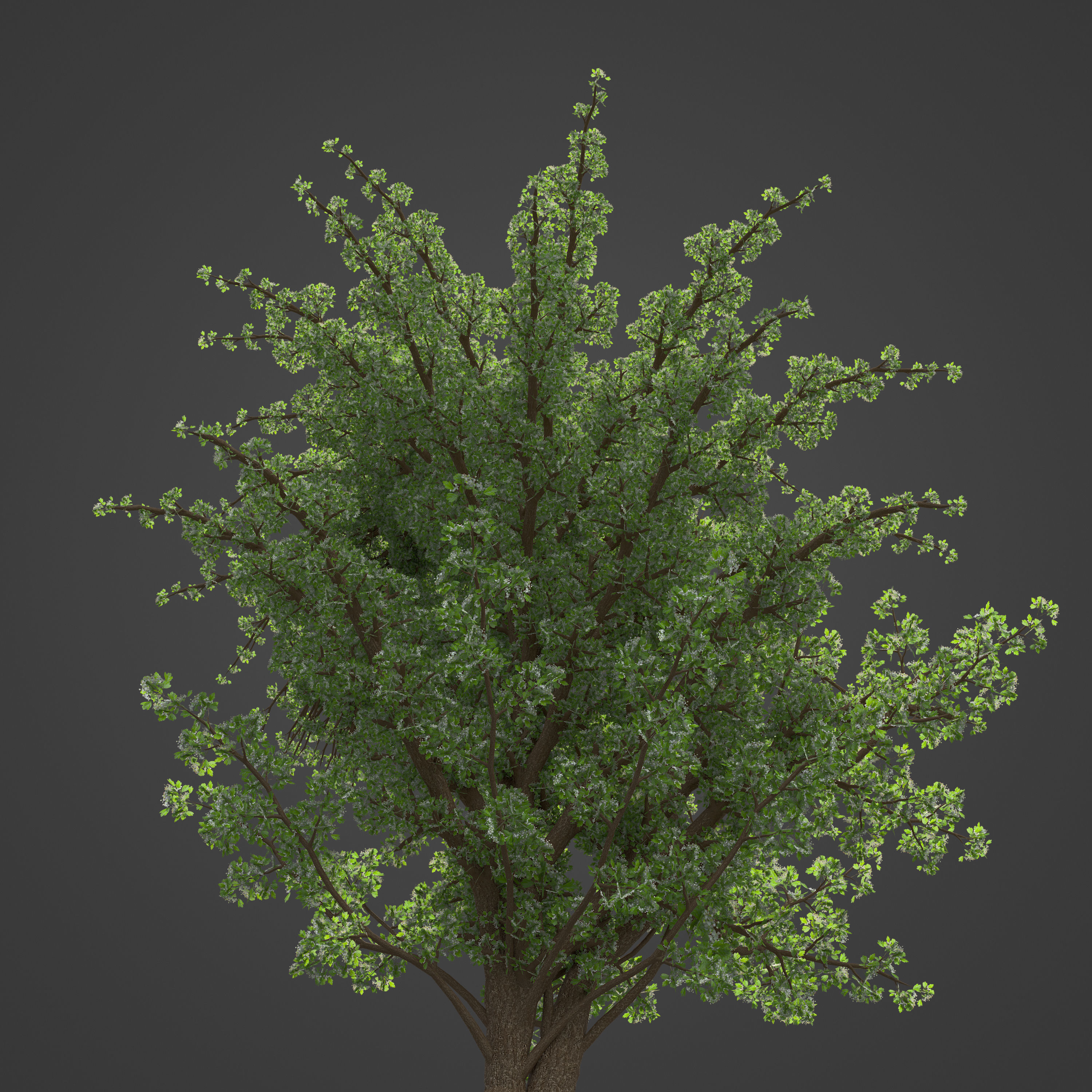 2021 PBR Common Hawthorne Collection - Crataegus Monogyna 3D model_6