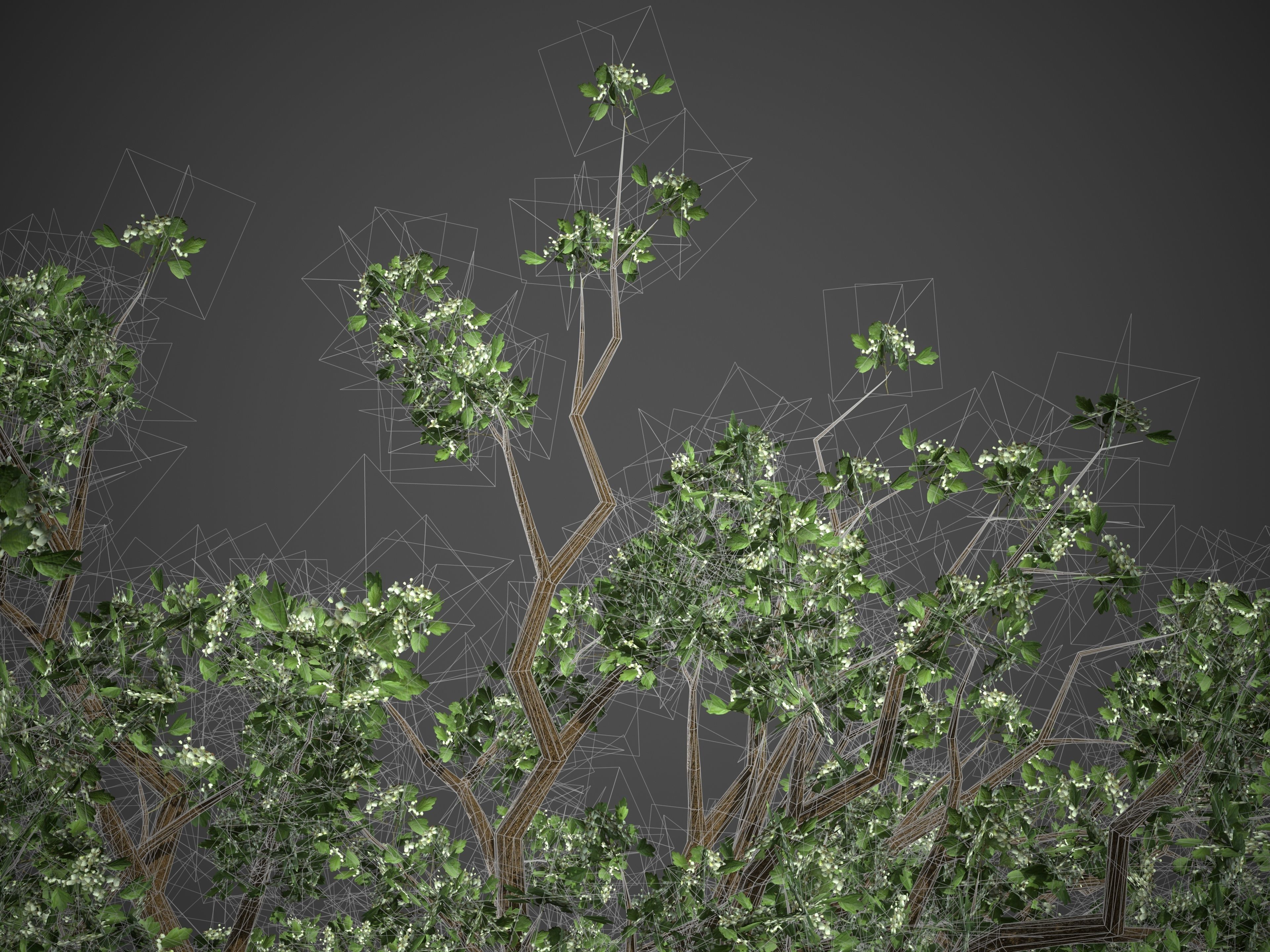 2021 PBR Common Hawthorne Collection - Crataegus Monogyna 3D model_8