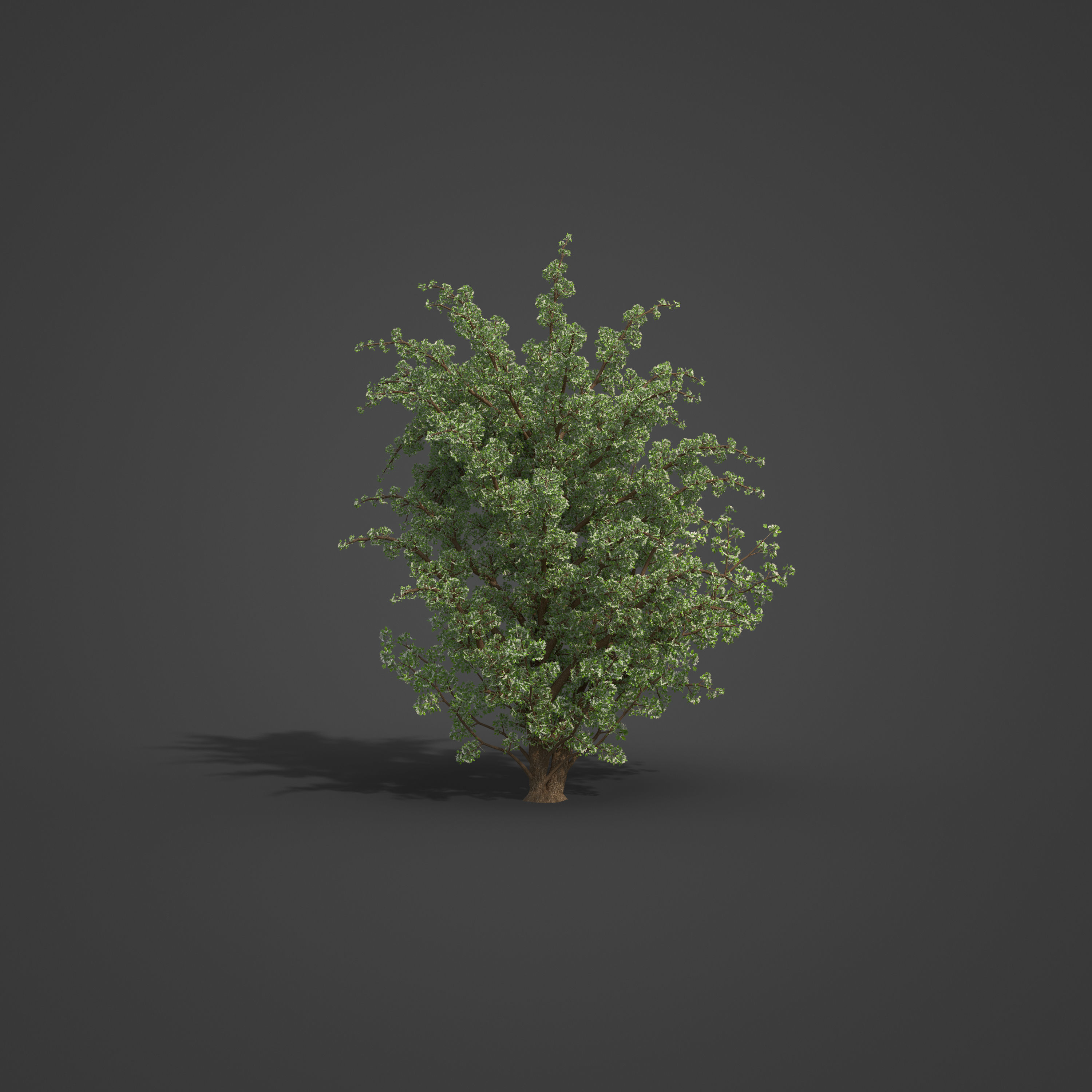 2021 PBR Common Hawthorne Collection - Crataegus Monogyna 3D model_5
