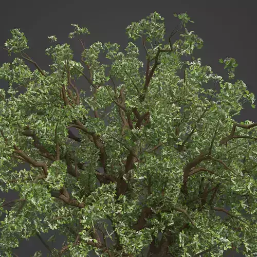 2021 PBR Common Hawthorne Collection - Crataegus Monogyna 3D model