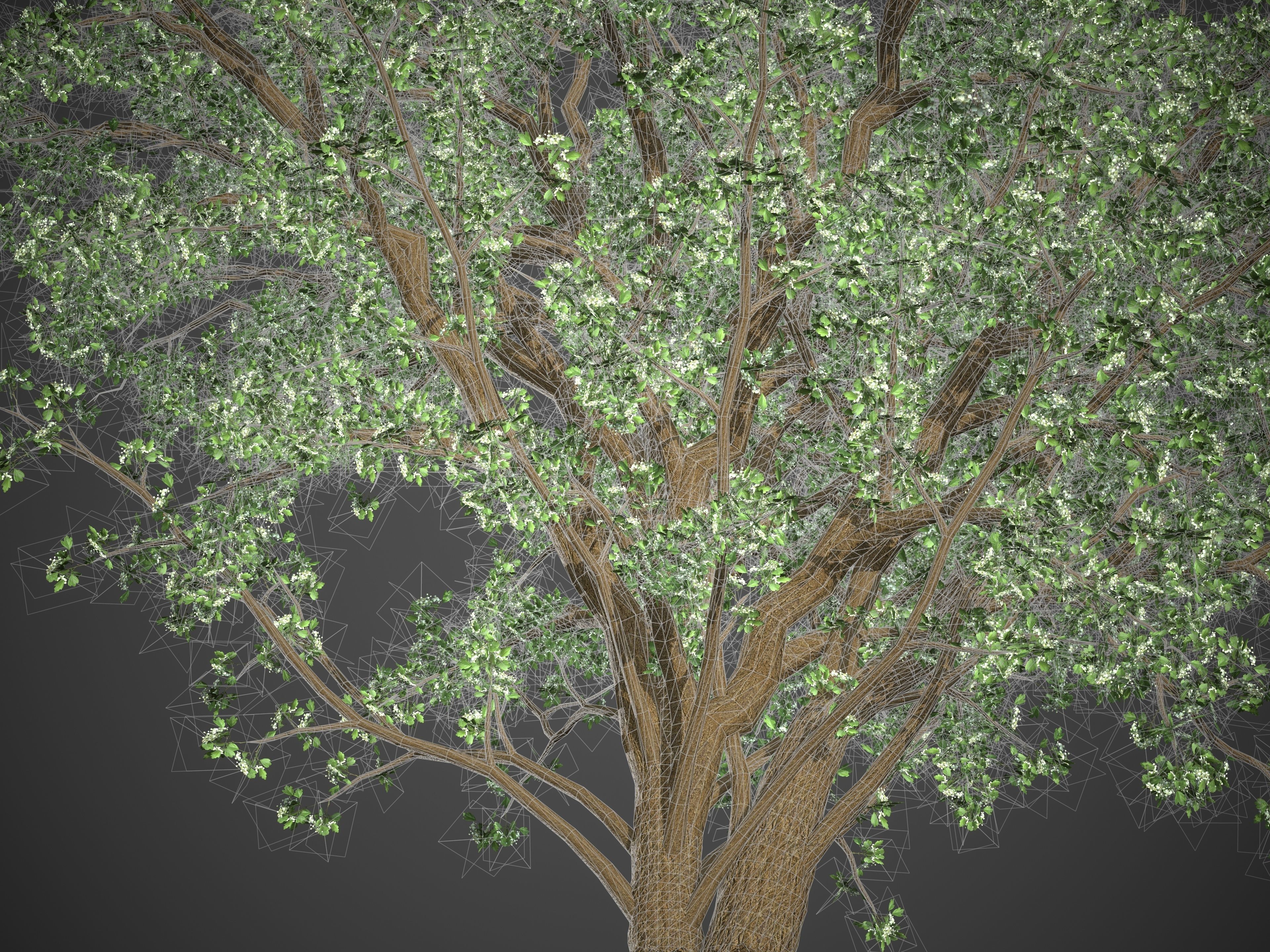 2021 PBR Common Hawthorne Collection - Crataegus Monogyna 3D model_7