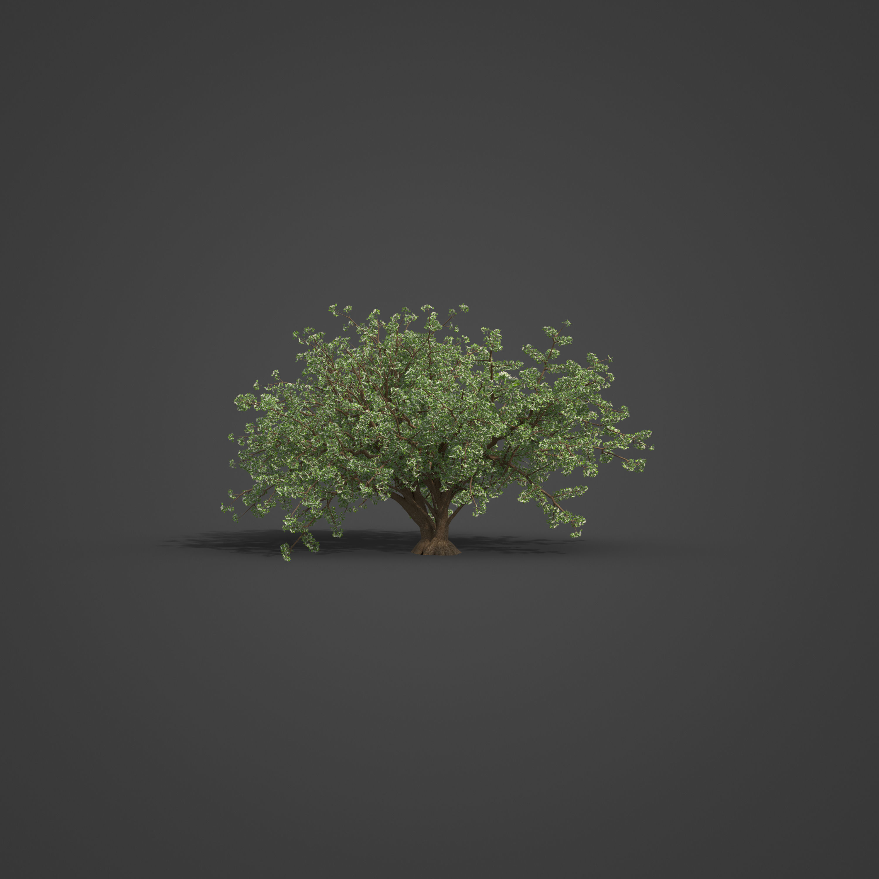 2021 PBR Common Hawthorne Collection - Crataegus Monogyna 3D model_3