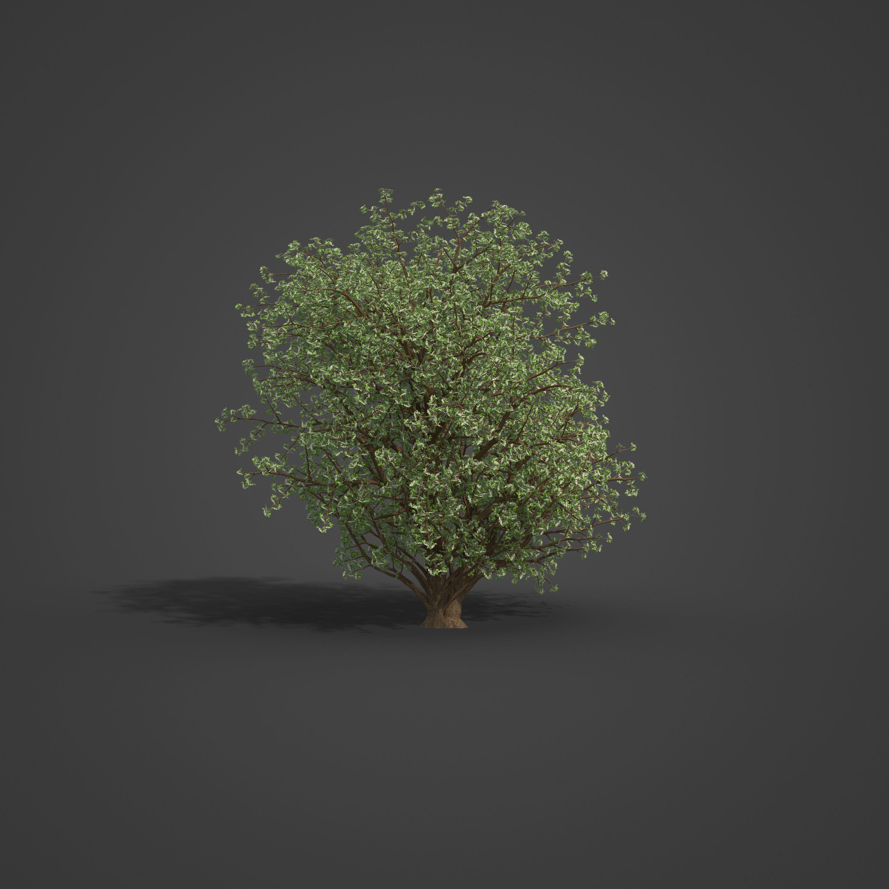 2021 PBR Common Hawthorne Collection - Crataegus Monogyna 3D model_4
