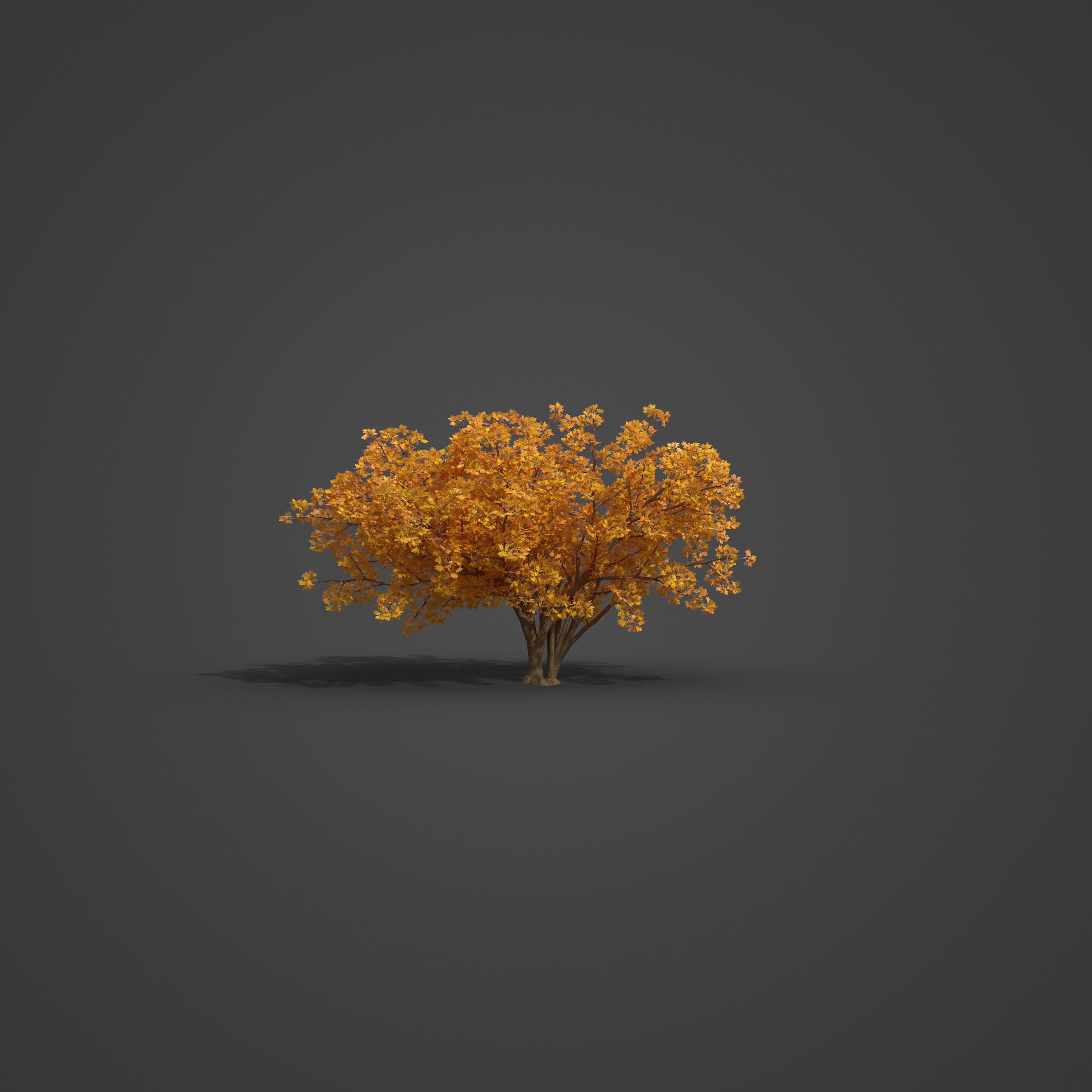 2021 PBR Common Hawthorne Collection - Crataegus Monogyna 3D model_2