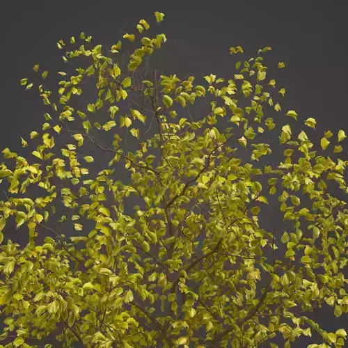 2021 PBR European Buckthorn Collection - Frangula Alnus