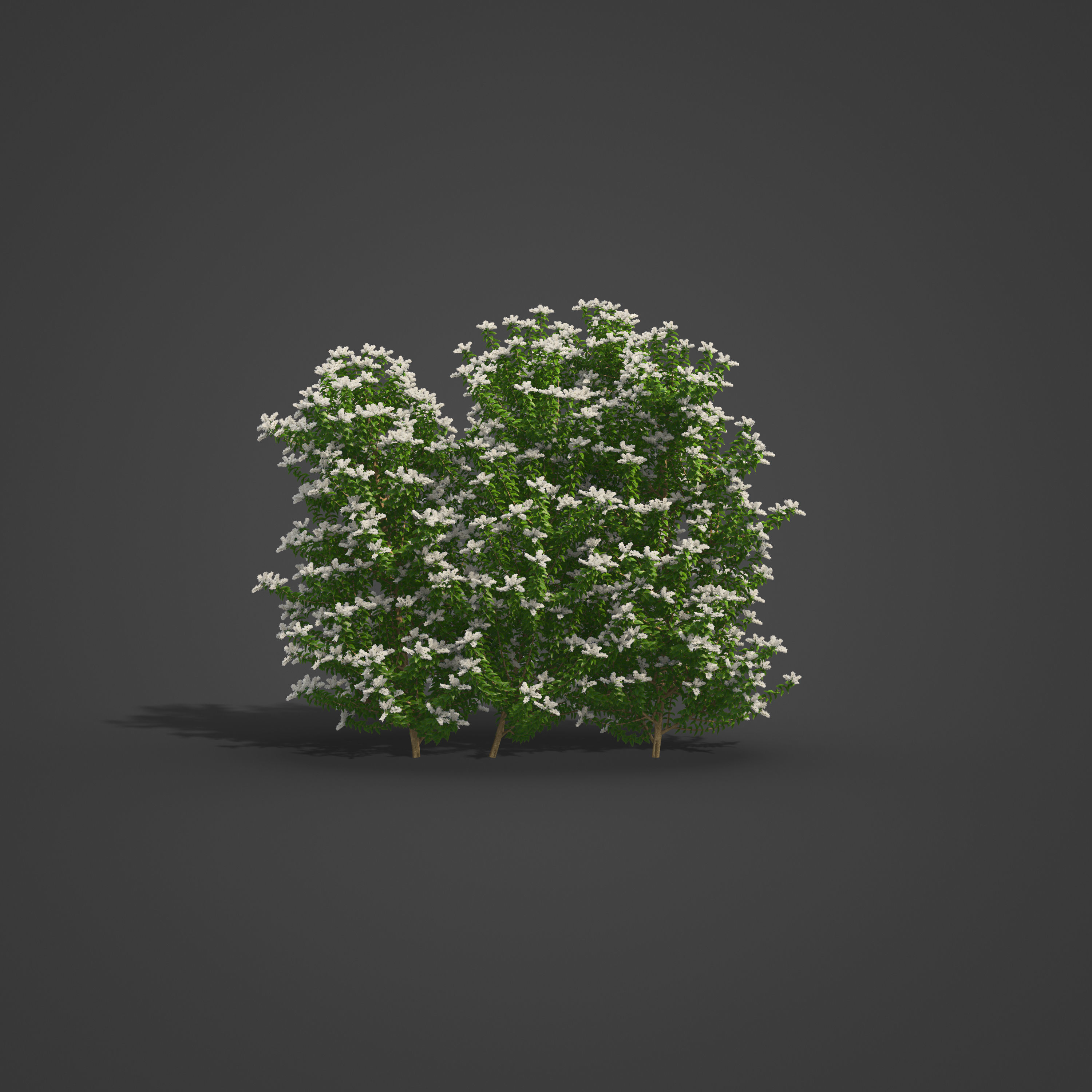 2021 PBR Common Privet Collection - Ligustrum Vulgare 3D model_6