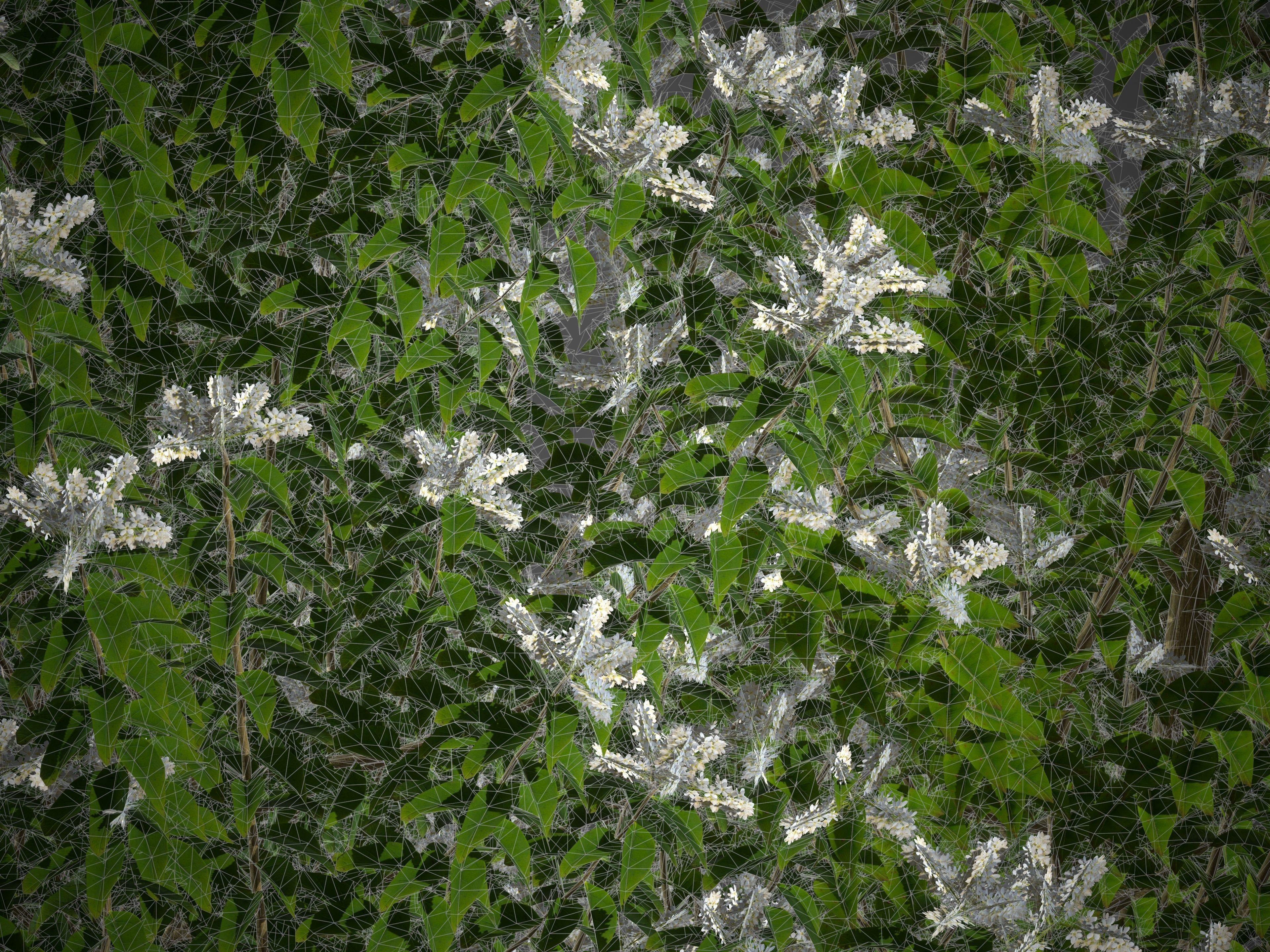 2021 PBR Common Privet Collection - Ligustrum Vulgare 3D model_8