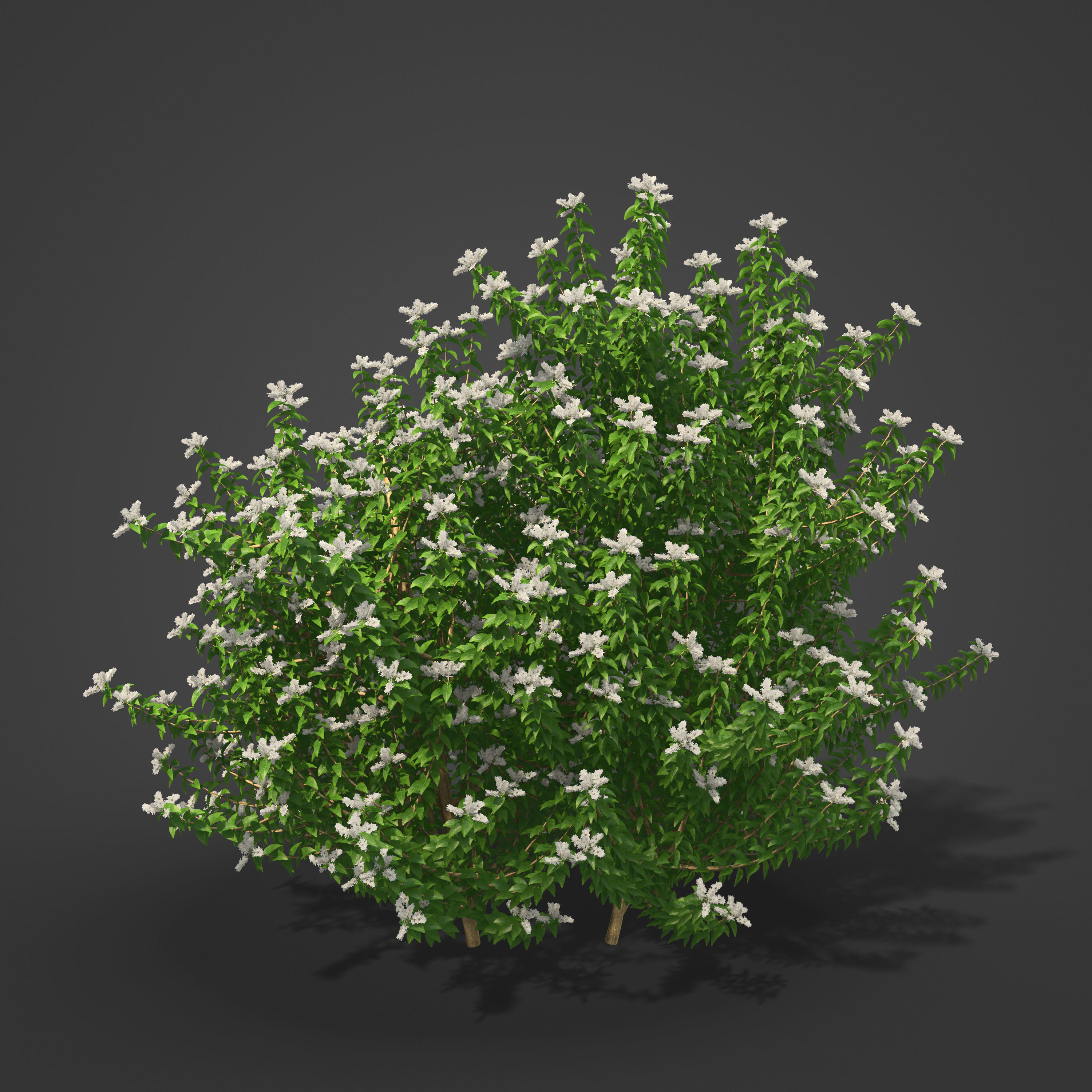 2021 PBR Common Privet Collection - Ligustrum Vulgare 3D model_3