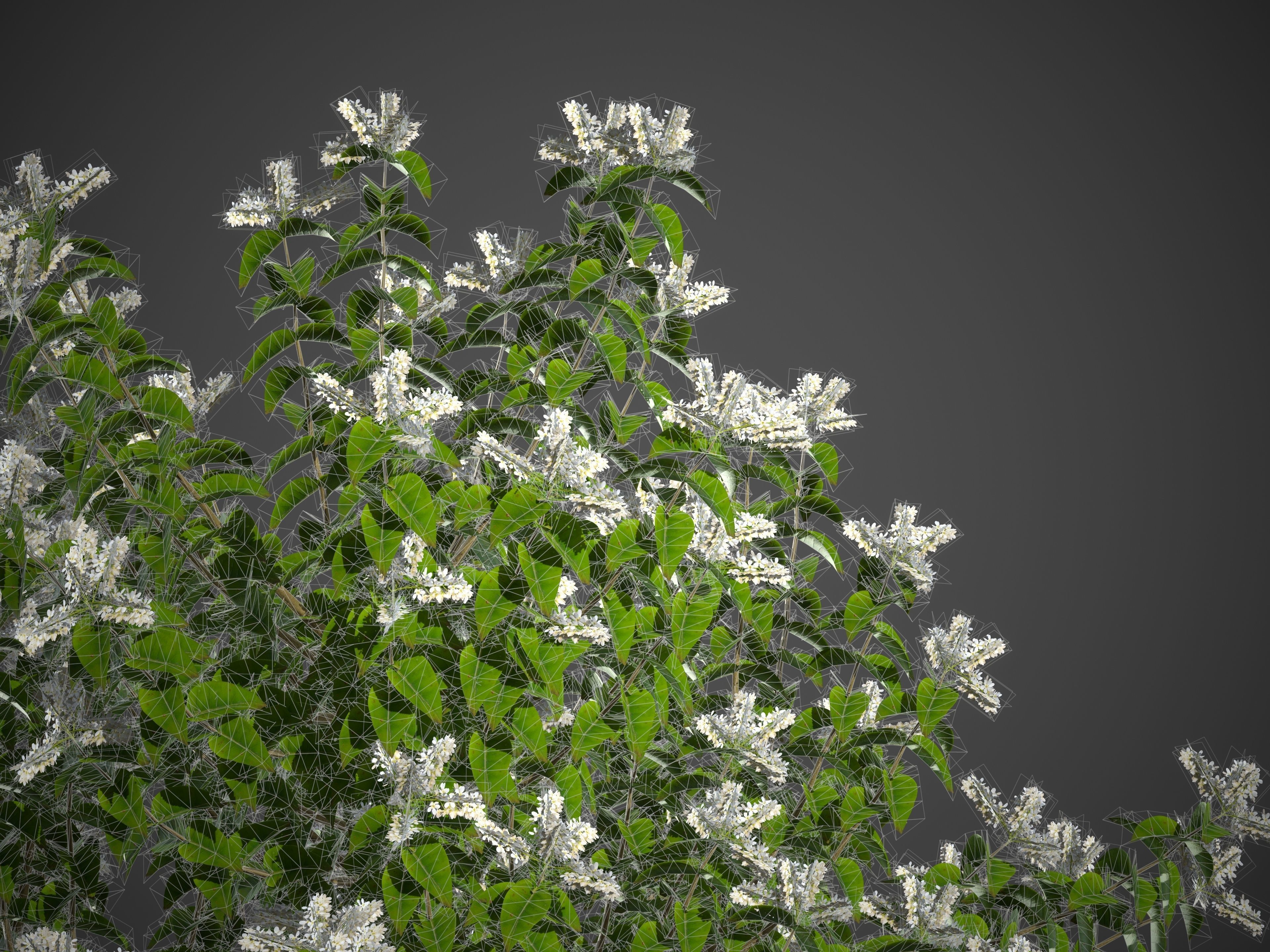 2021 PBR Common Privet Collection - Ligustrum Vulgare 3D model_9