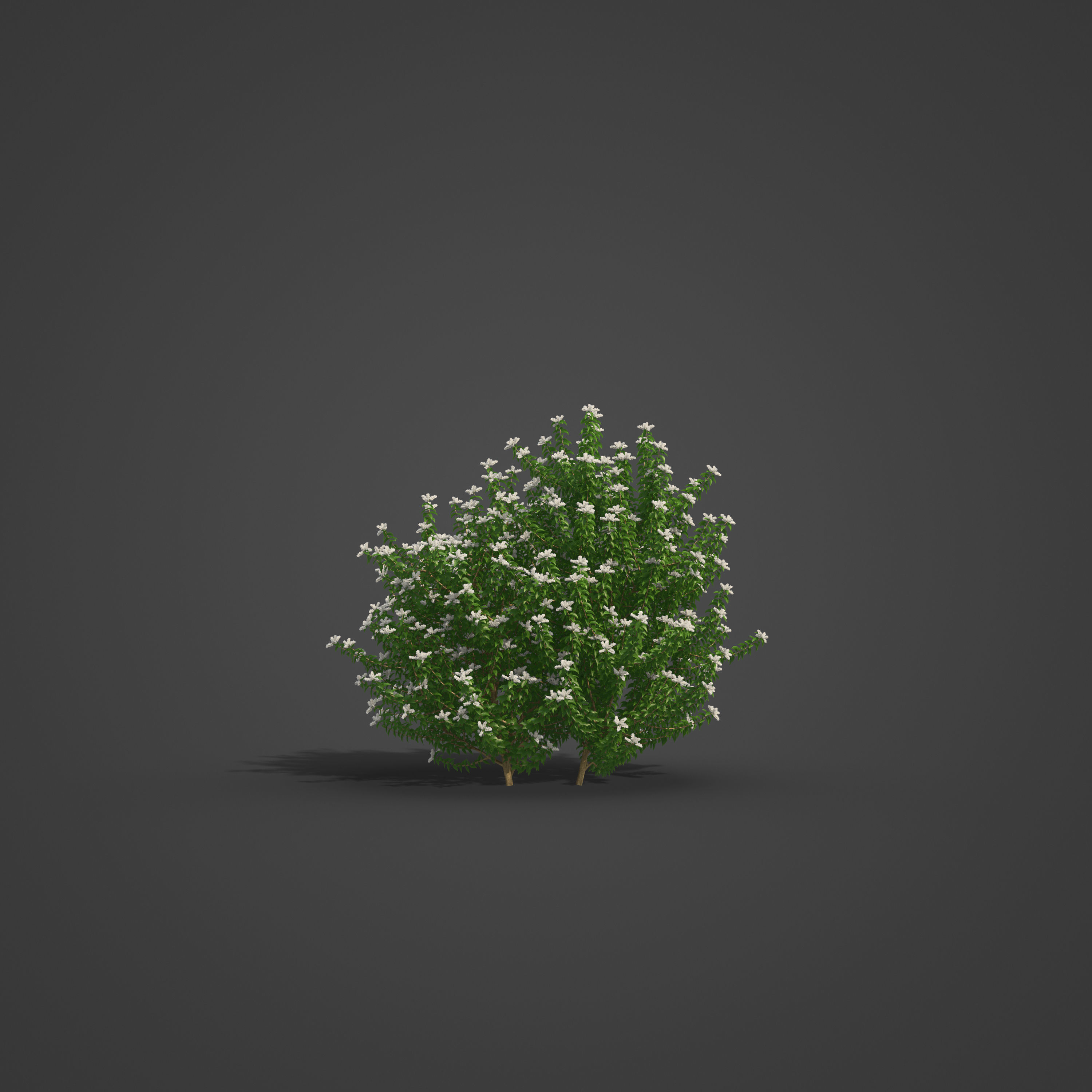 2021 PBR Common Privet Collection - Ligustrum Vulgare 3D model_5