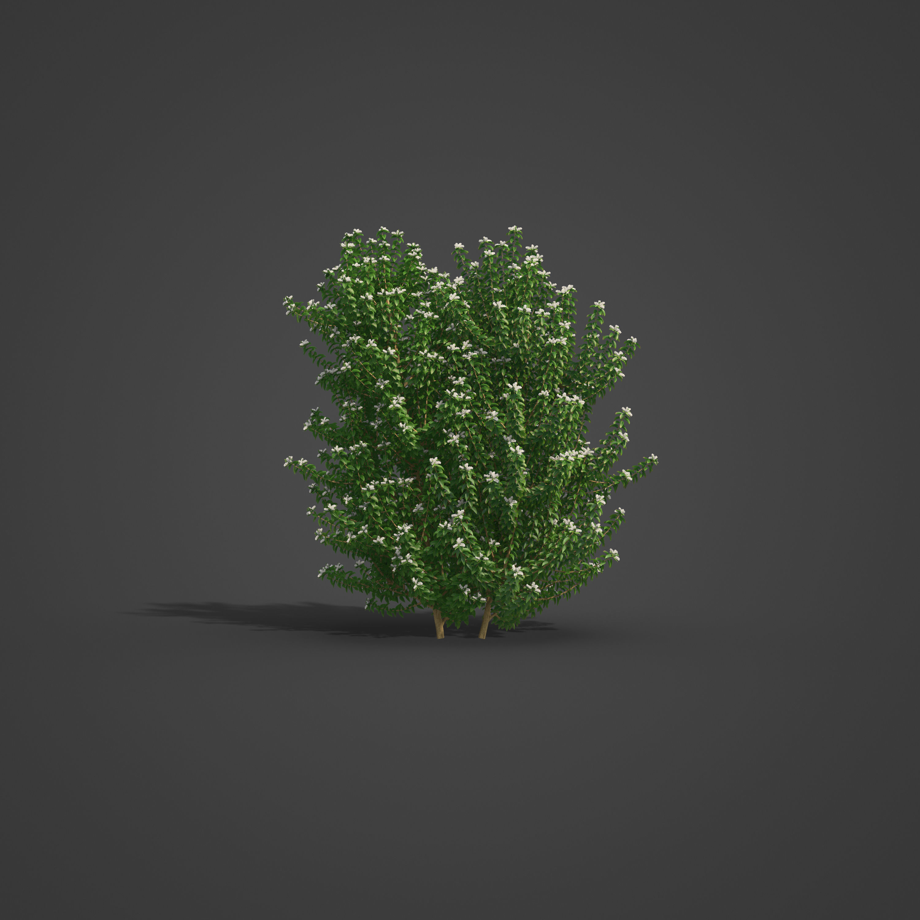 2021 PBR Common Privet Collection - Ligustrum Vulgare 3D model_4