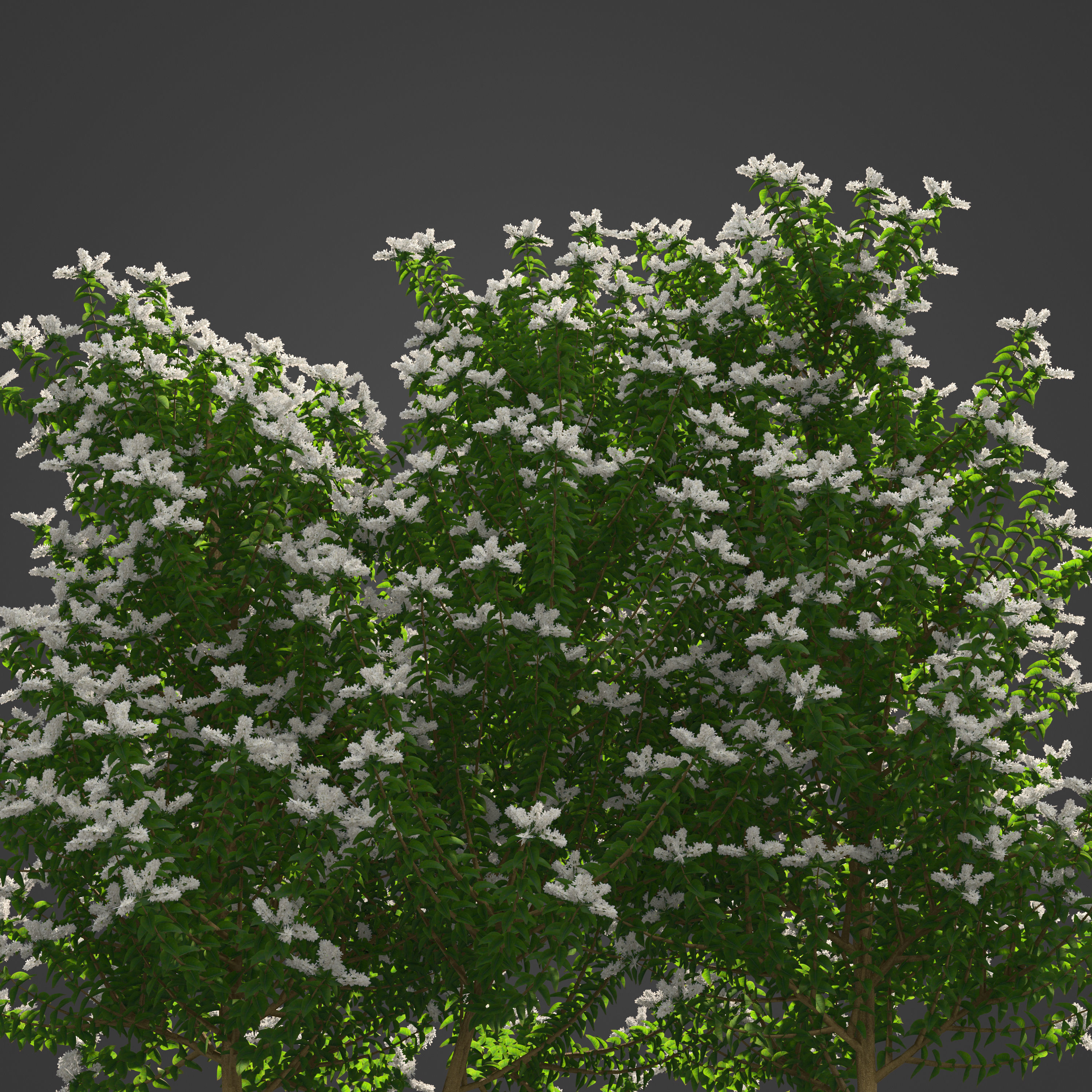 2021 PBR Common Privet Collection - Ligustrum Vulgare 3D model_7