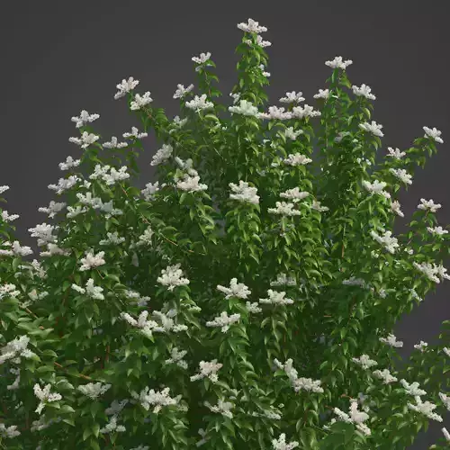 2021 PBR Common Privet Collection - Ligustrum Vulgare 3D model