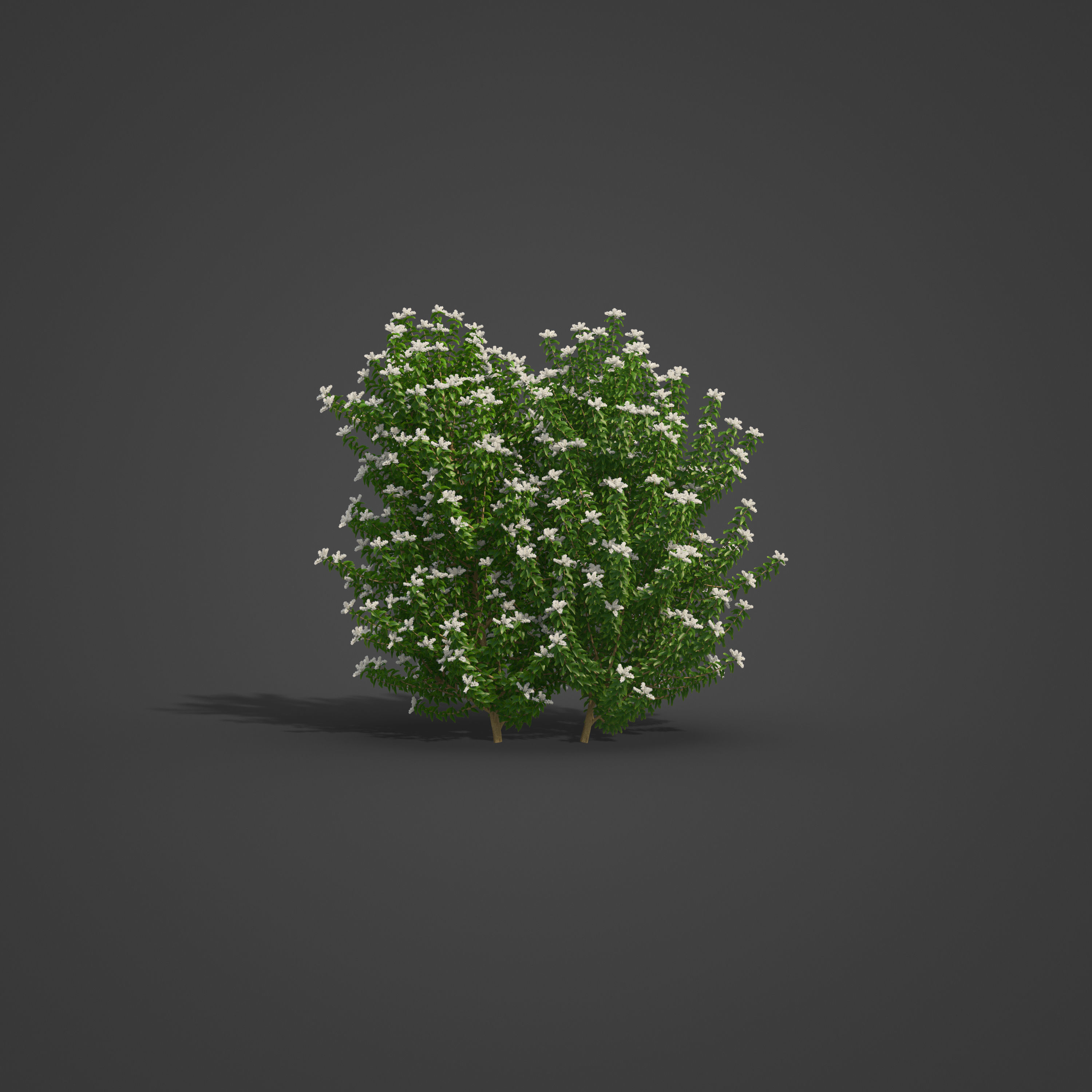 2021 PBR Common Privet Collection - Ligustrum Vulgare 3D model_2