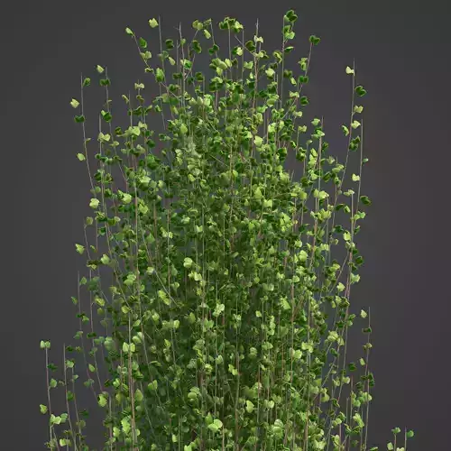 2021 PBR European Aspen Collection - Populus Tremula