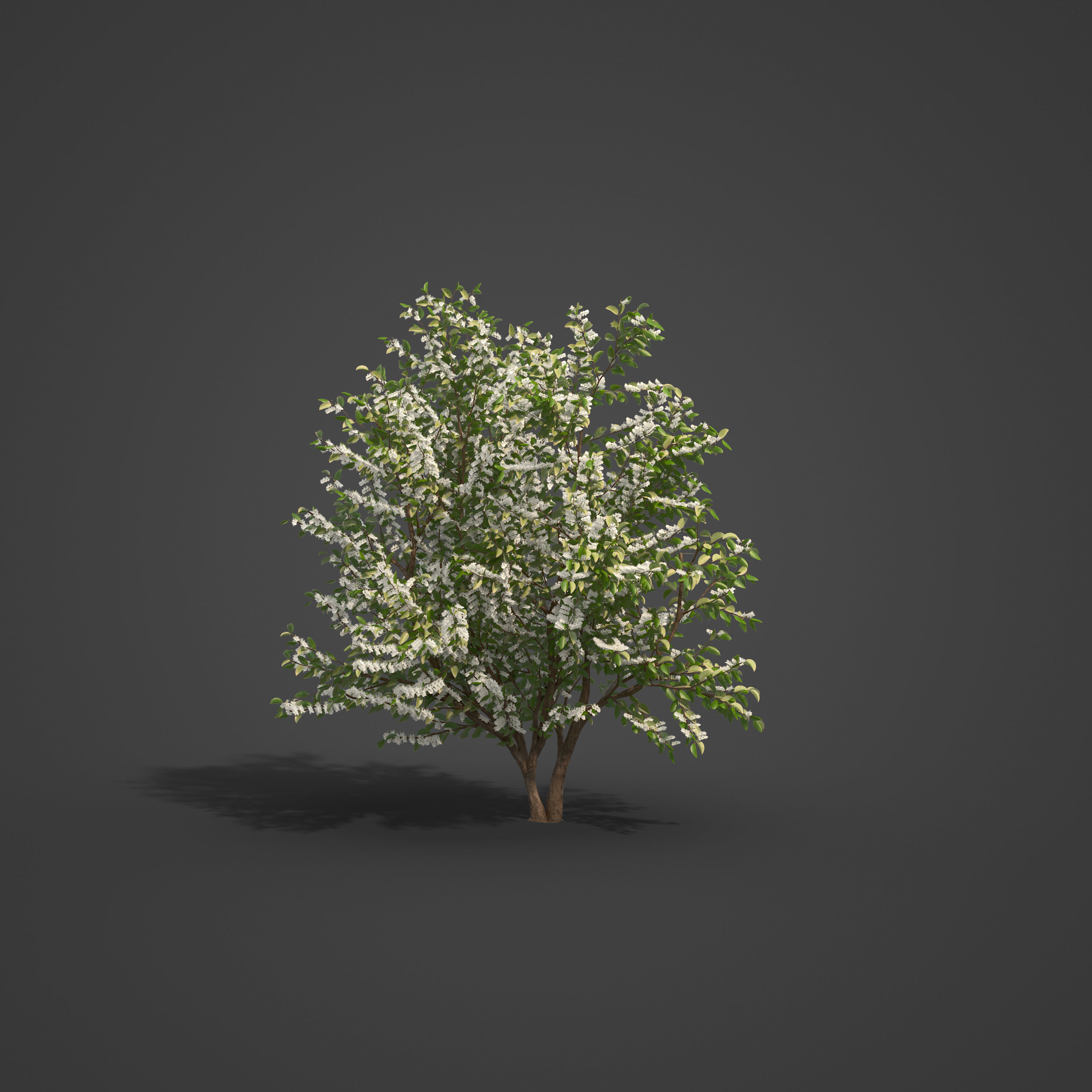 2021 PBR European Bird Cherry Collection - Prunus Padus 3D model_3