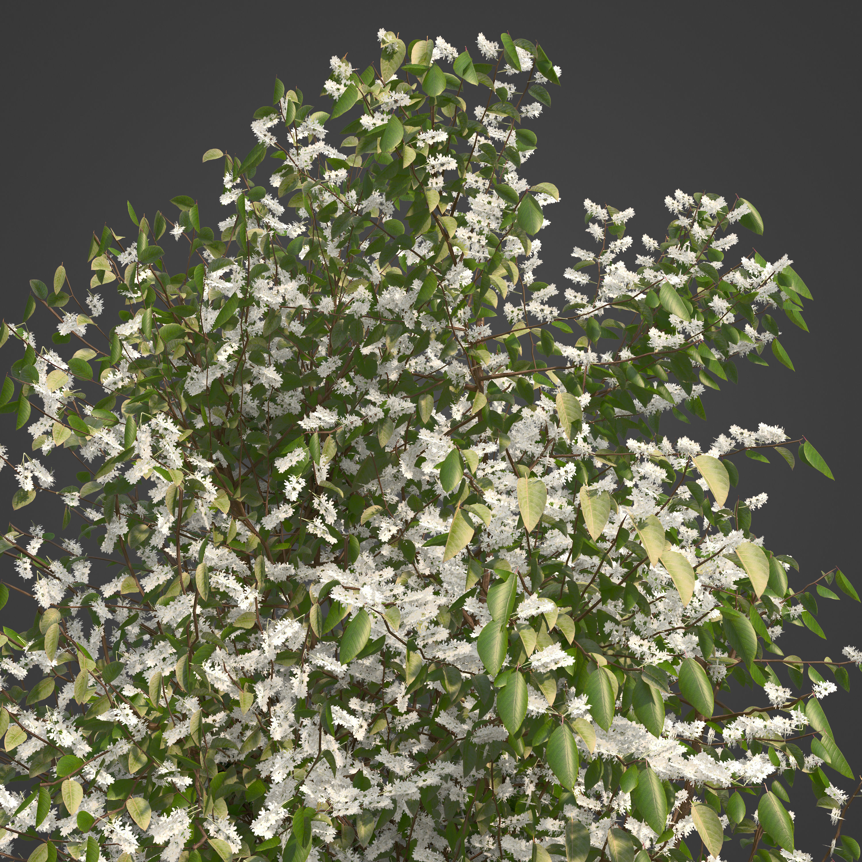 2021 PBR European Bird Cherry Collection - Prunus Padus 3D model_6