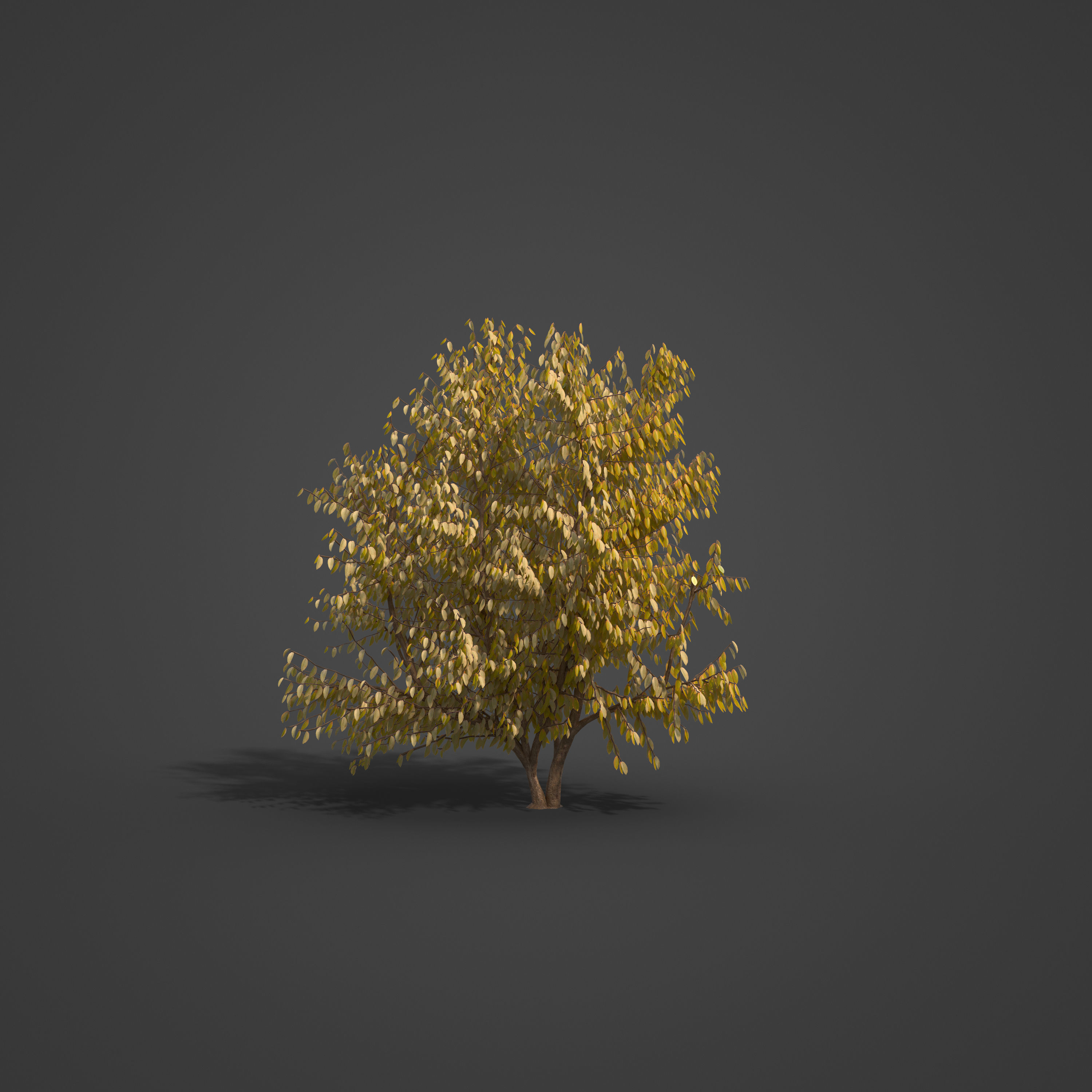 2021 PBR European Bird Cherry Collection - Prunus Padus 3D model_4