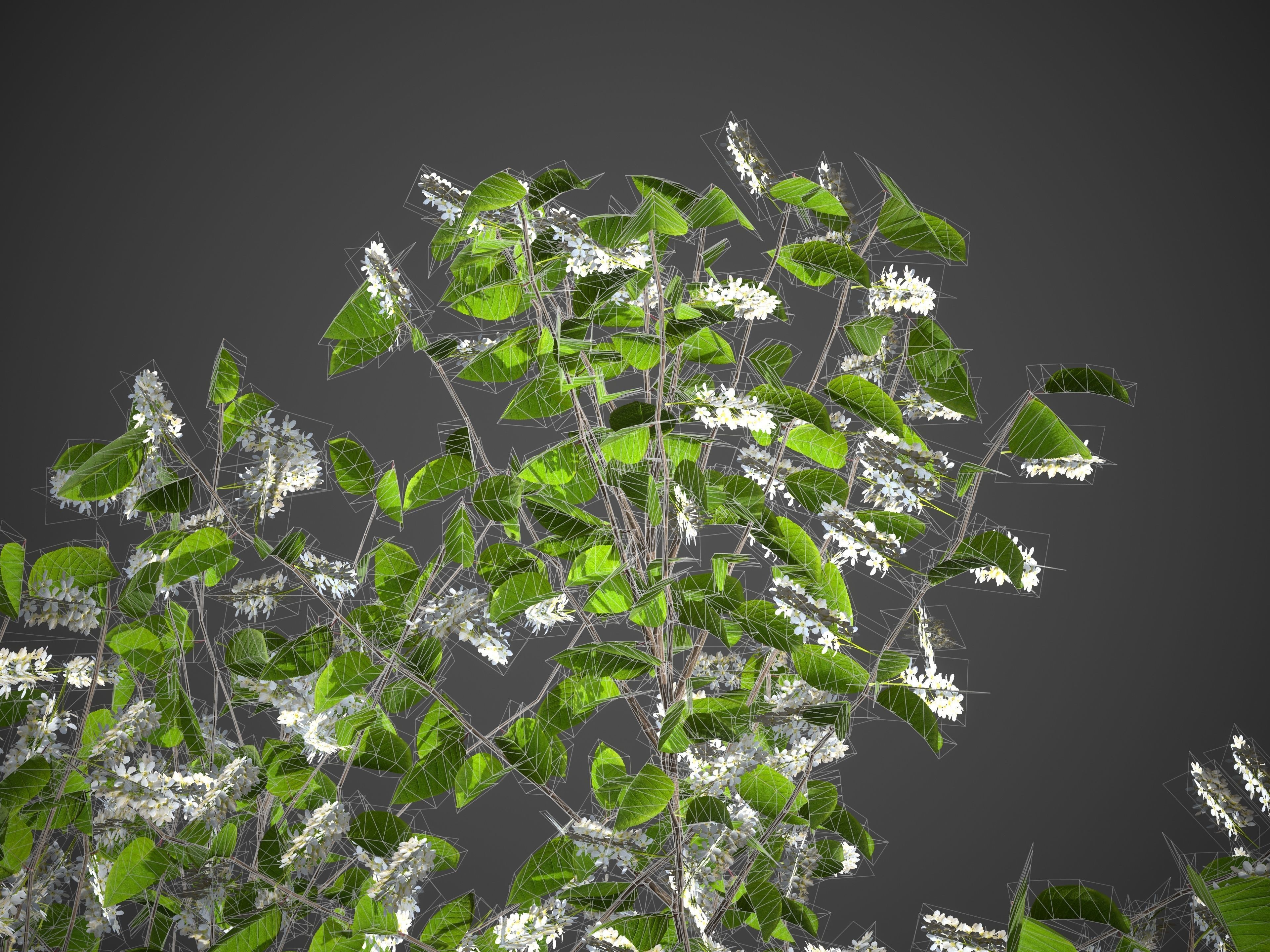 2021 PBR European Bird Cherry Collection - Prunus Padus 3D model_8