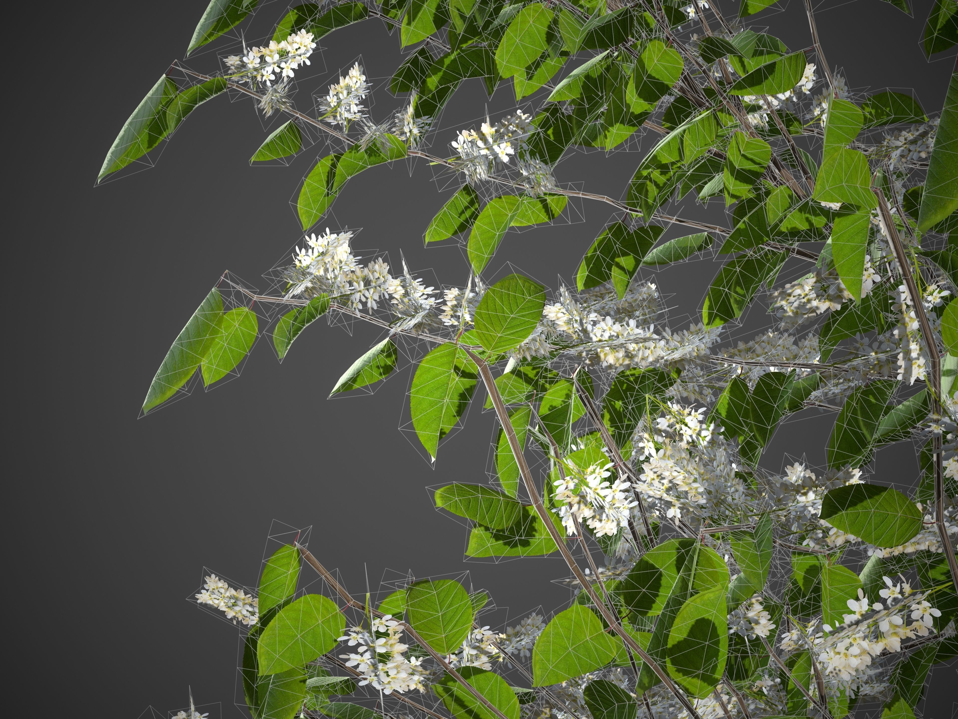 2021 PBR European Bird Cherry Collection - Prunus Padus 3D model_9