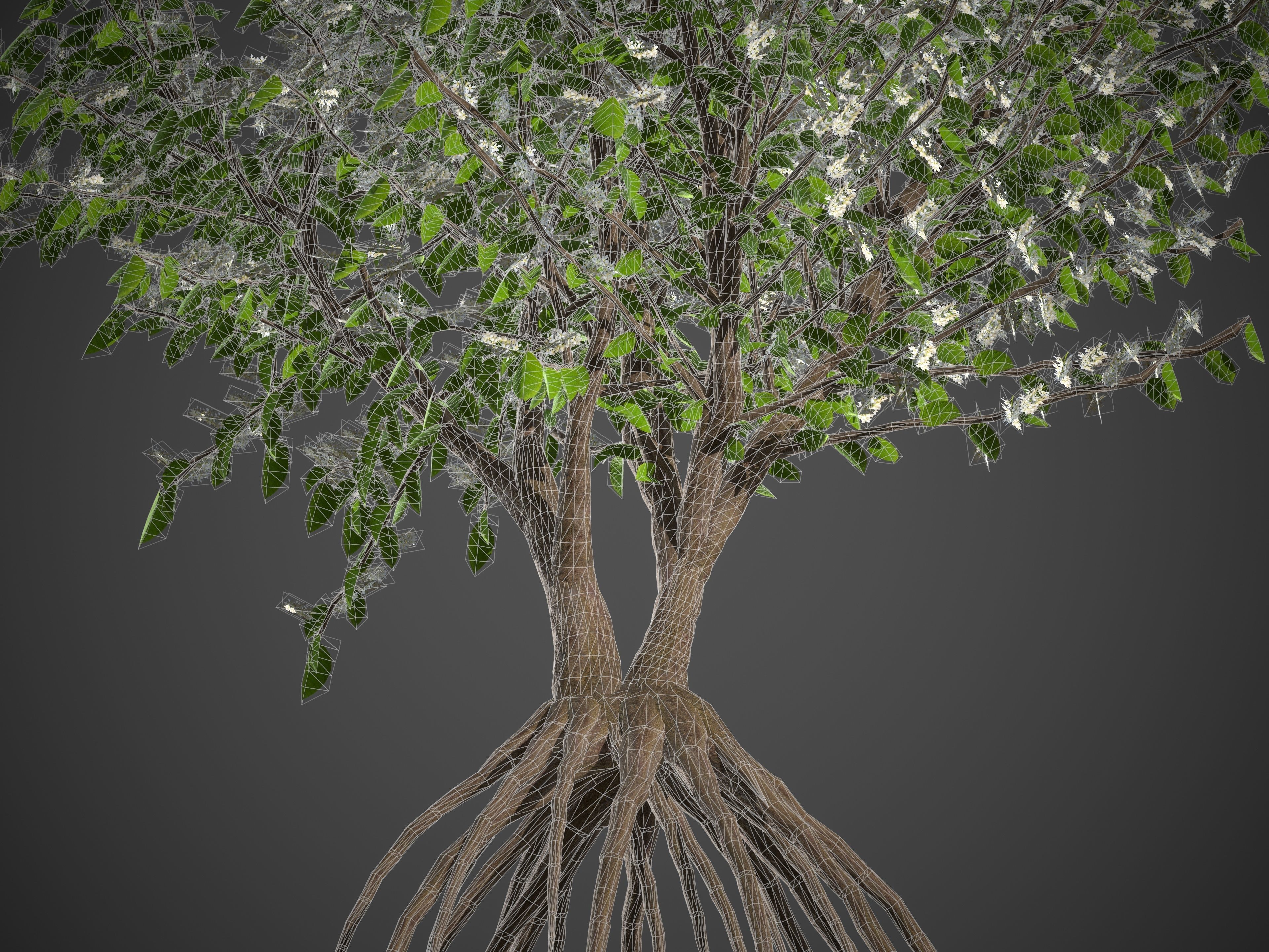 2021 PBR European Bird Cherry Collection - Prunus Padus 3D model_7