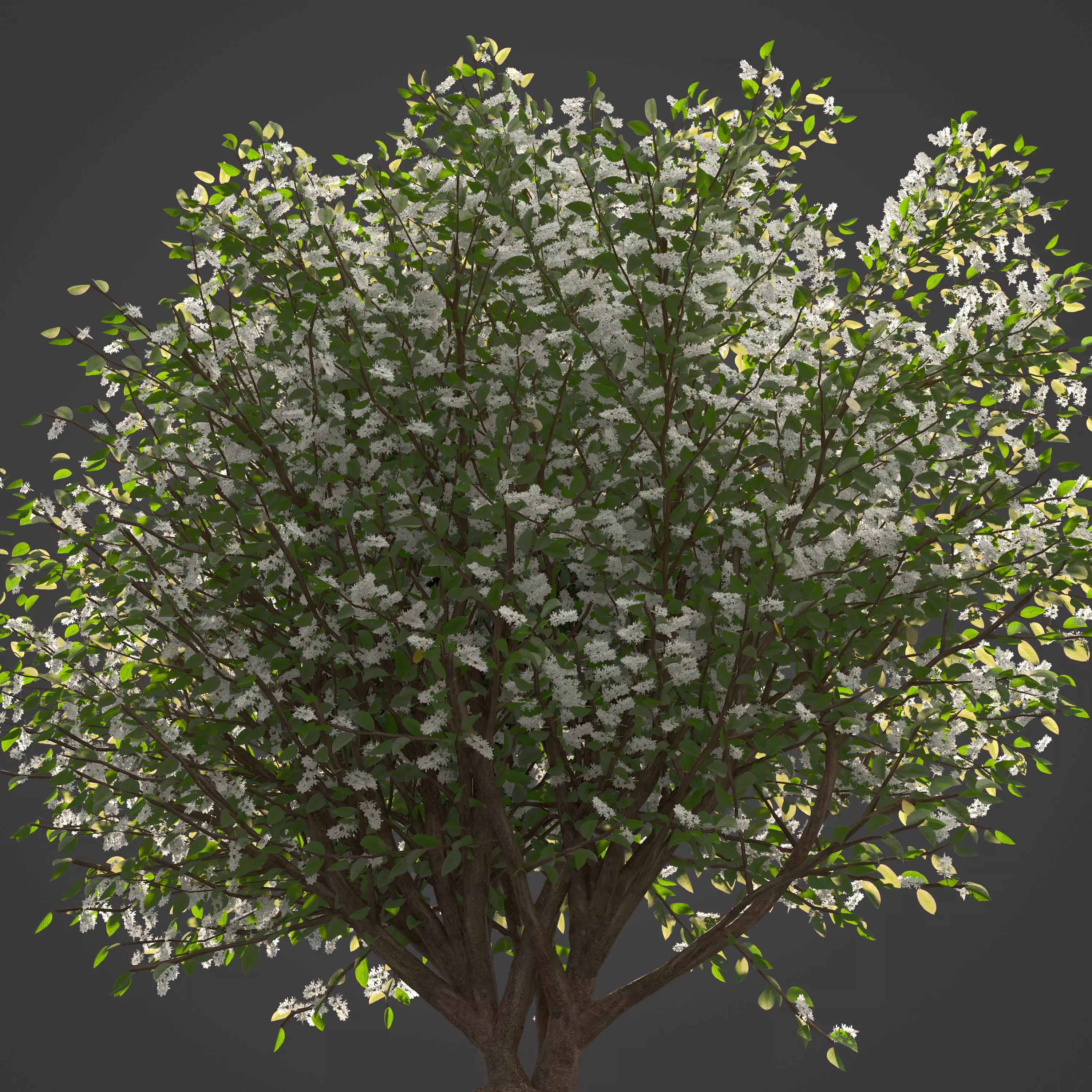 2021 PBR European Bird Cherry Collection - Prunus Padus 3D model_0