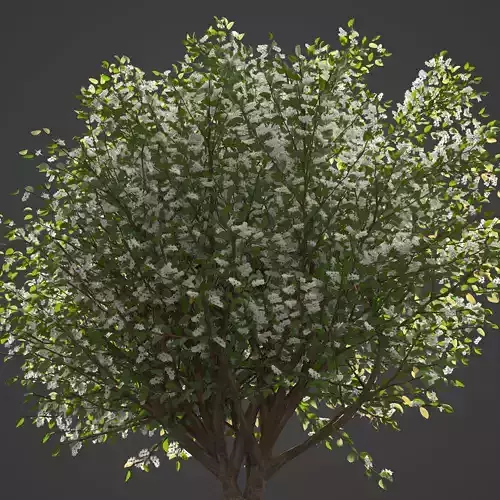 2021 PBR European Bird Cherry Collection - Prunus Padus