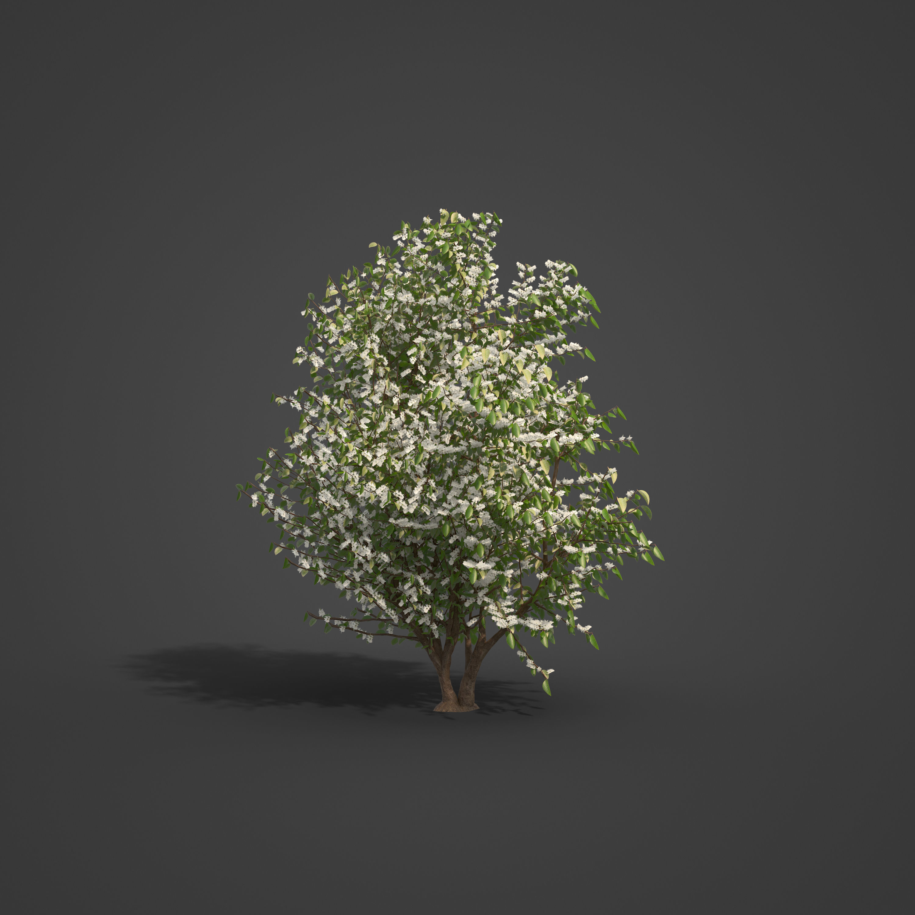 2021 PBR European Bird Cherry Collection - Prunus Padus 3D model_5