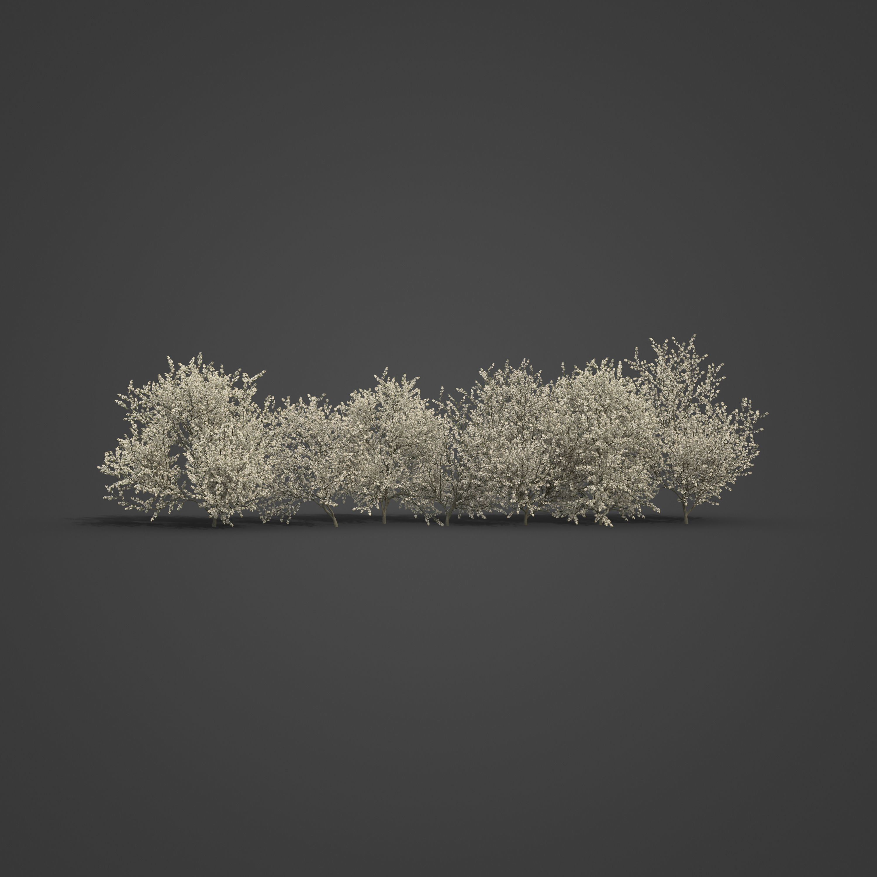 2021 PBR Blackthorn Collection - Prunus Spinosa 3D model_3