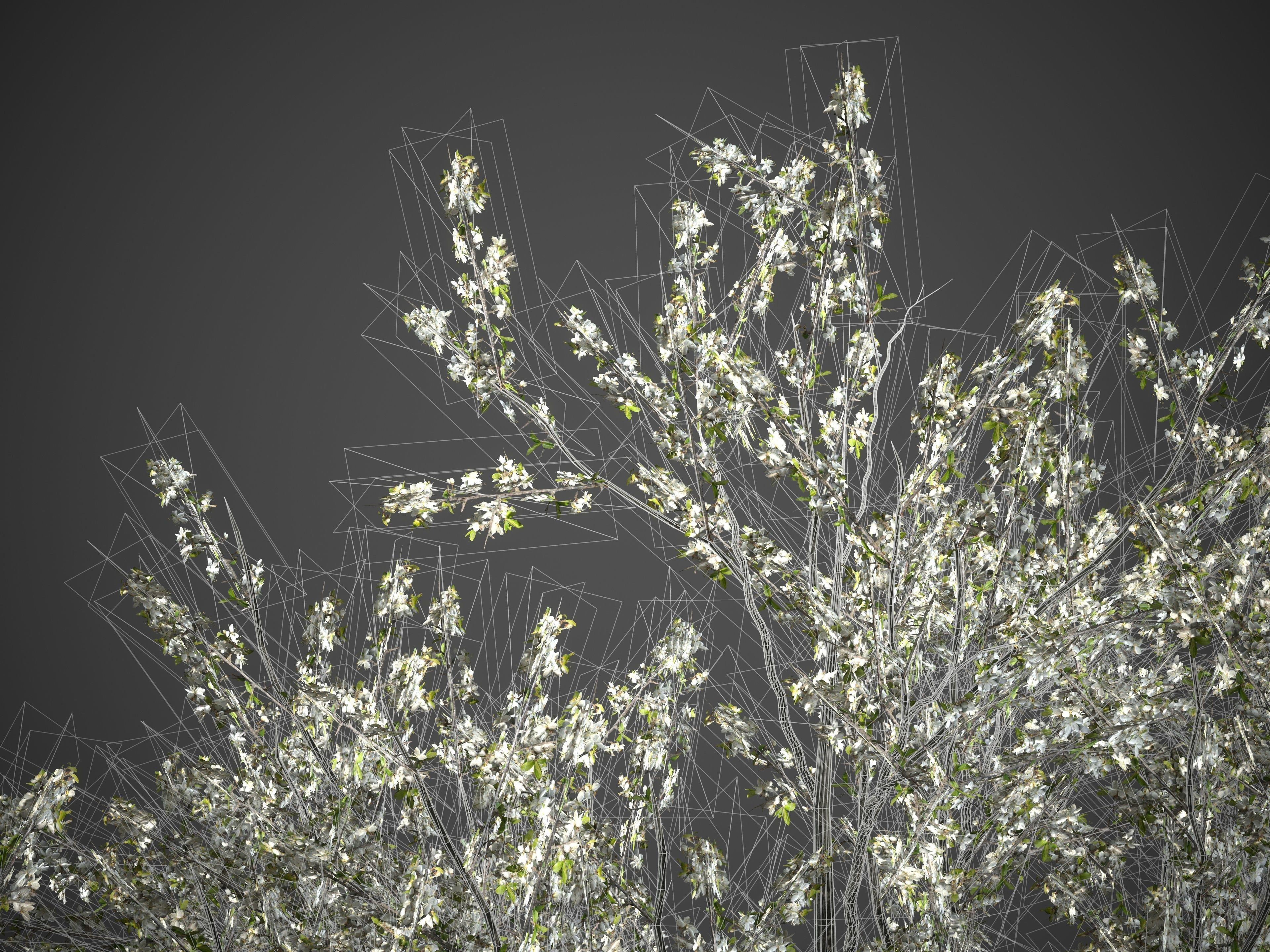 2021 PBR Blackthorn Collection - Prunus Spinosa 3D model_7
