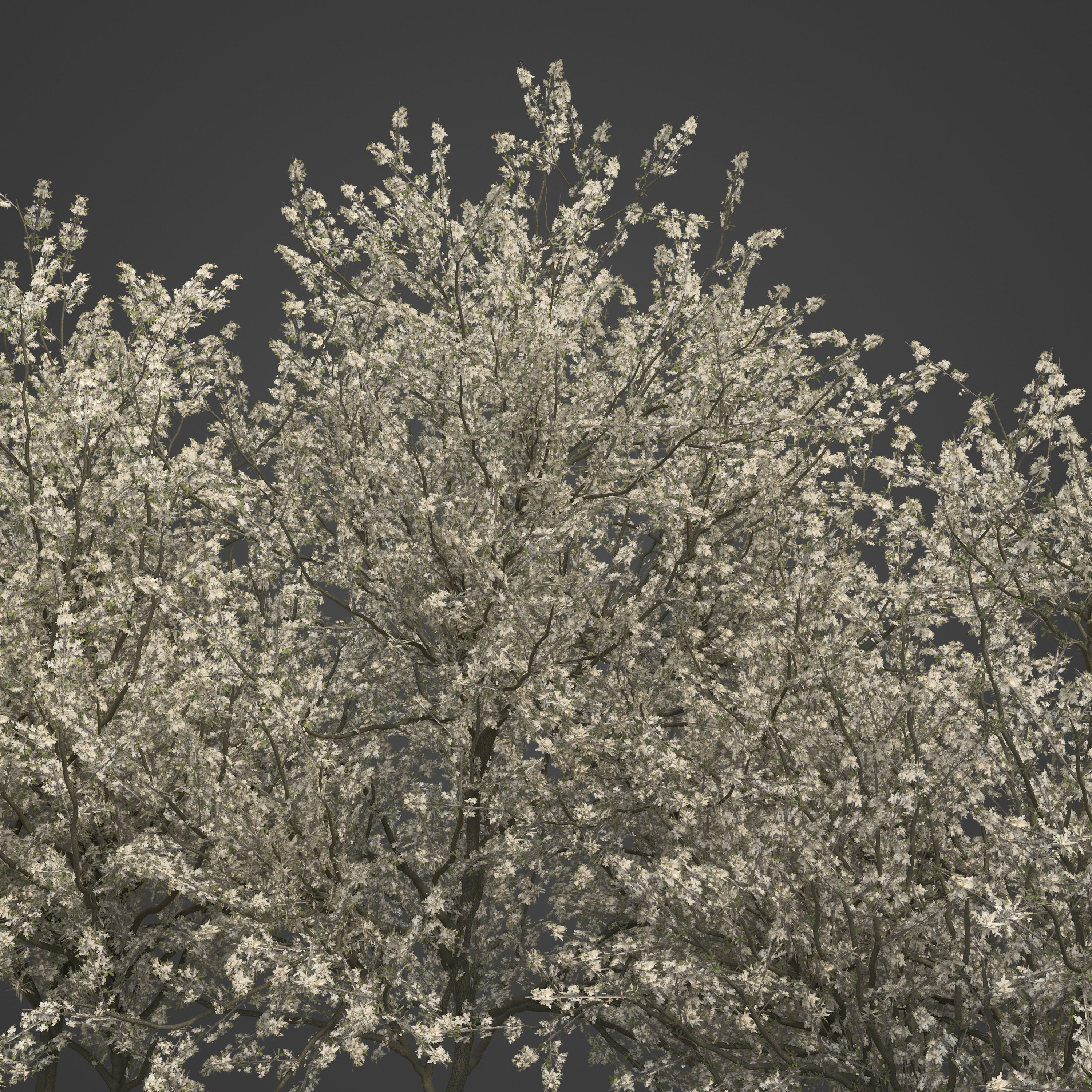 2021 PBR Blackthorn Collection - Prunus Spinosa 3D model_6