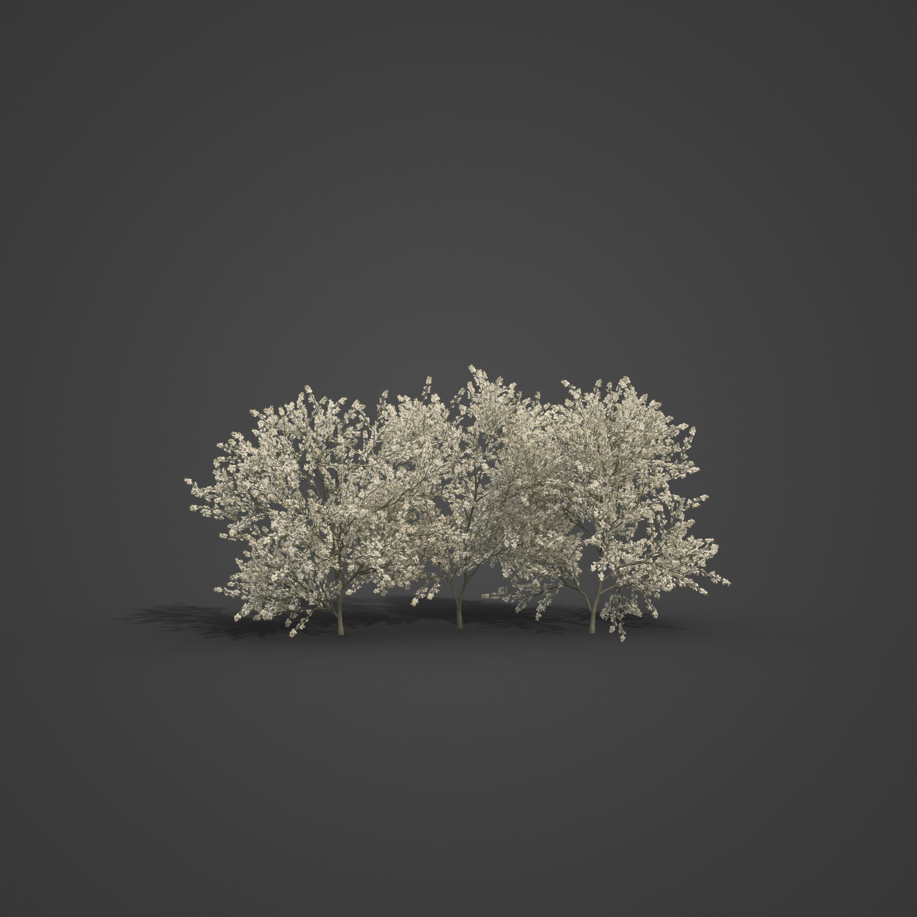 2021 PBR Blackthorn Collection - Prunus Spinosa 3D model_2