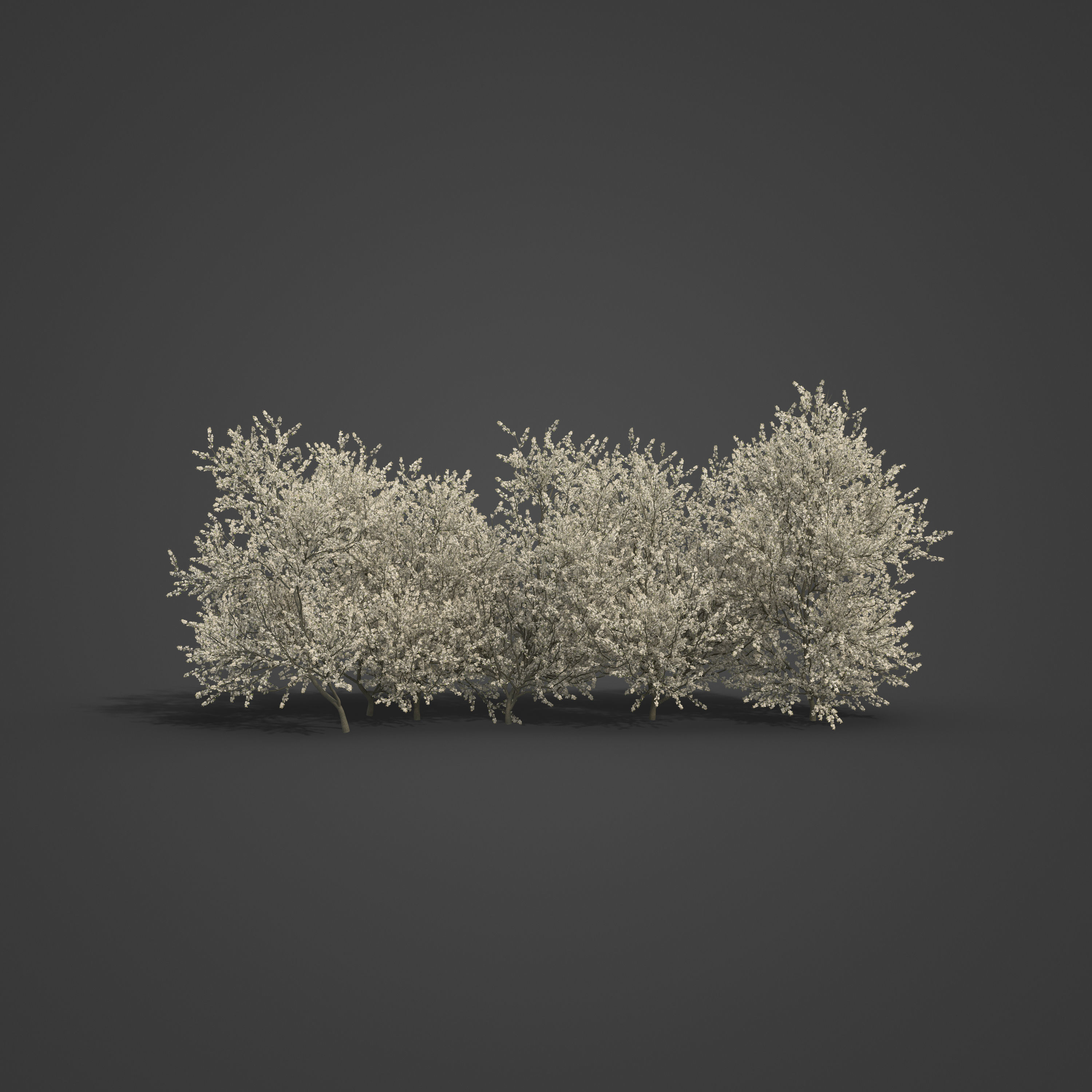 2021 PBR Blackthorn Collection - Prunus Spinosa 3D model_4