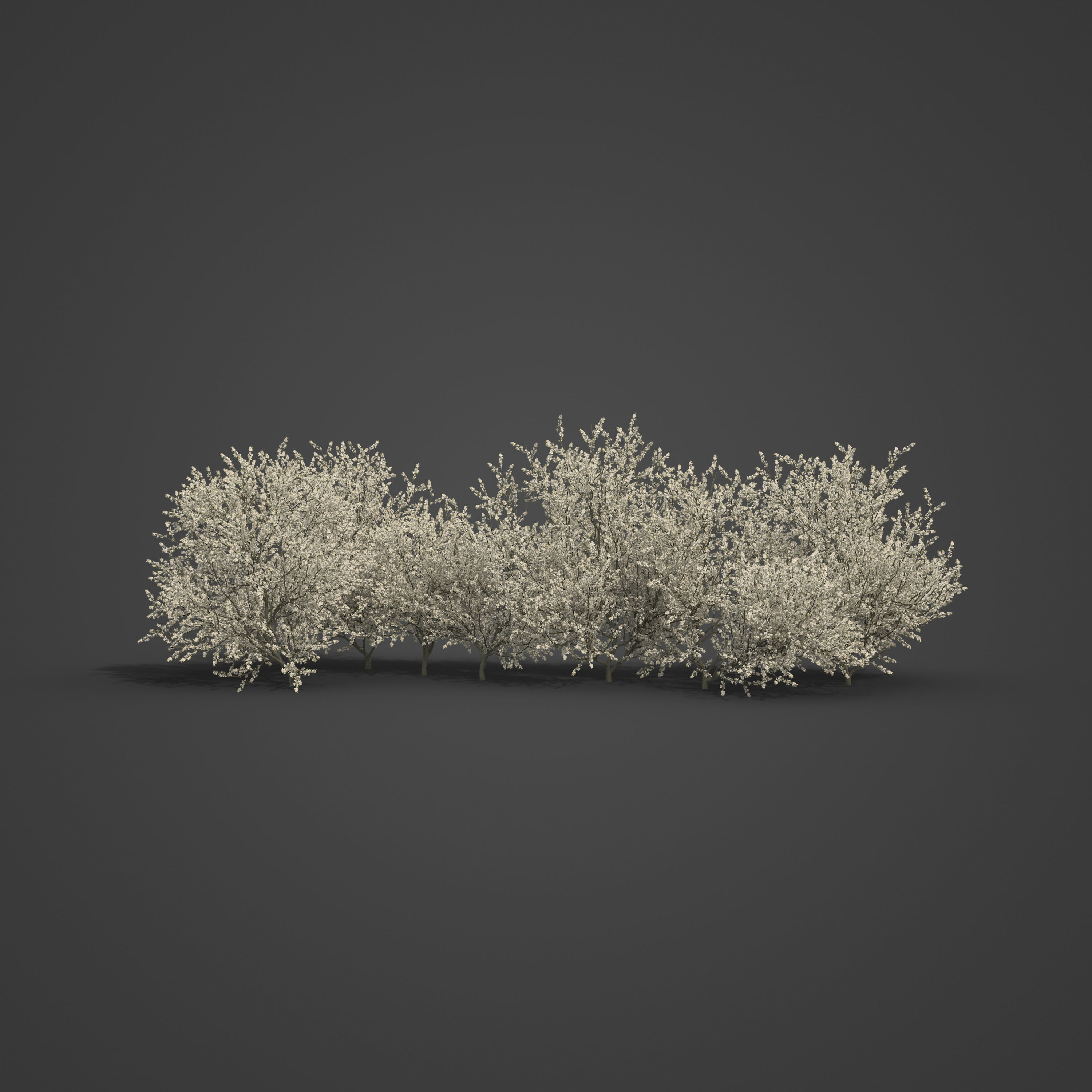 2021 PBR Blackthorn Collection - Prunus Spinosa 3D model_5