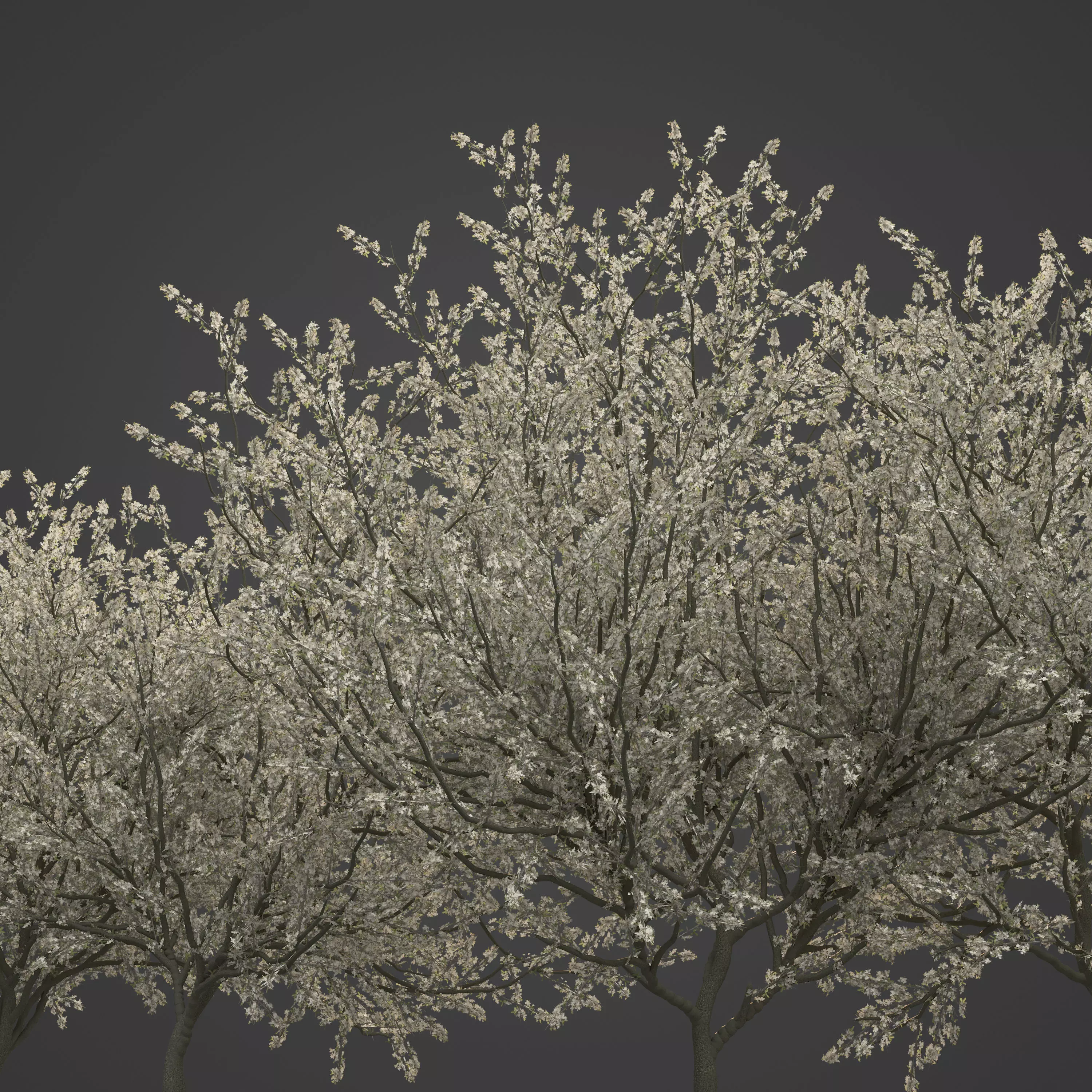 2021 PBR Blackthorn Collection - Prunus Spinosa 3D model_0