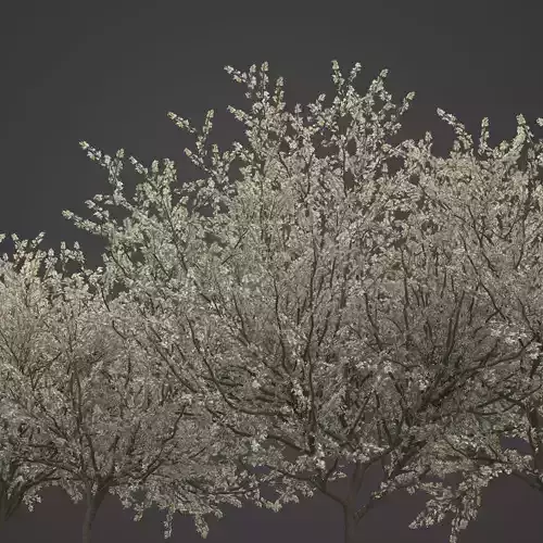 2021 PBR Blackthorn Collection - Prunus Spinosa 3D model