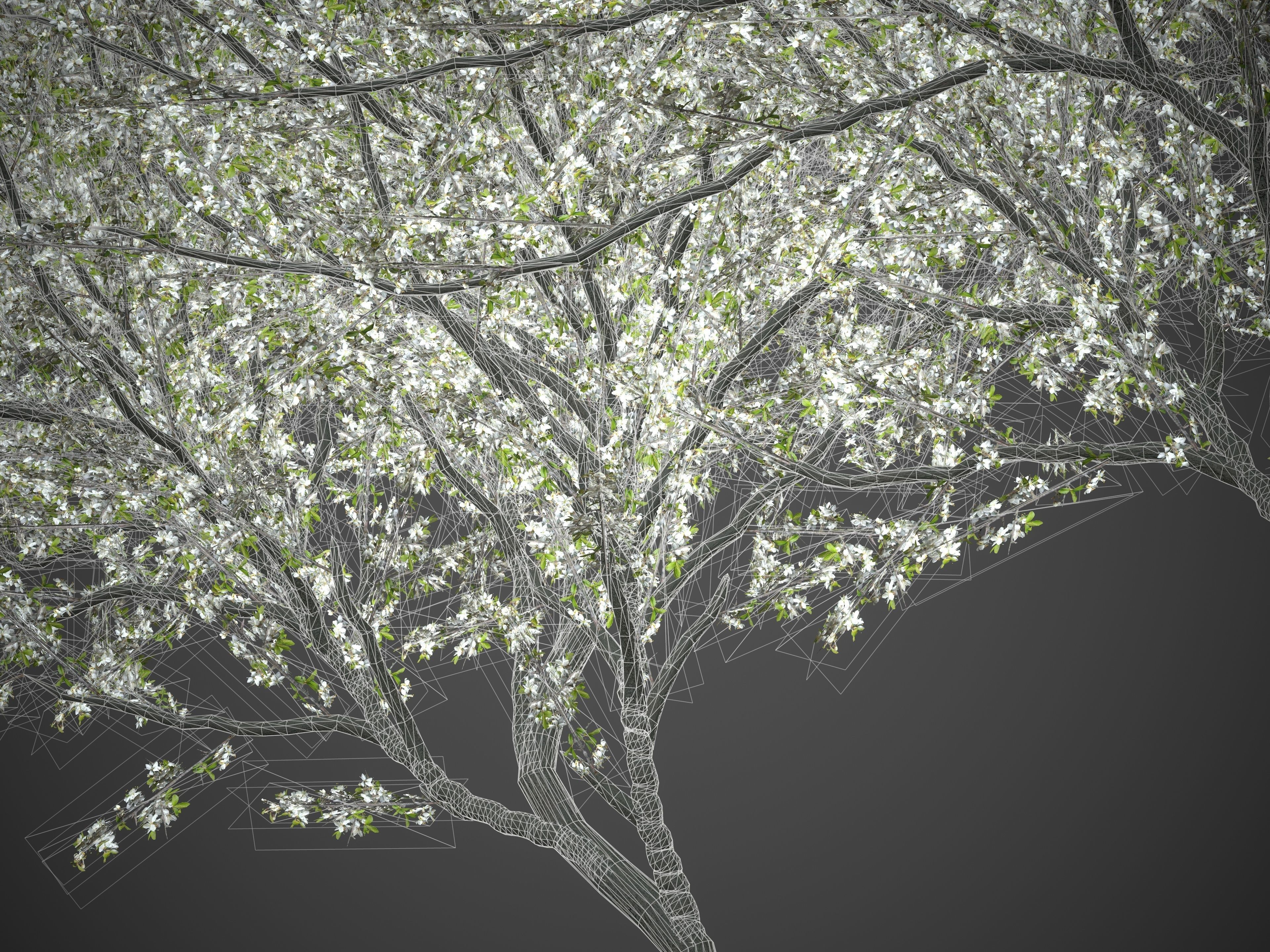 2021 PBR Blackthorn Collection - Prunus Spinosa 3D model_8