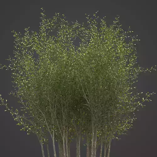 2021 PBR Grey Willow Collection - Salix Cinerea 