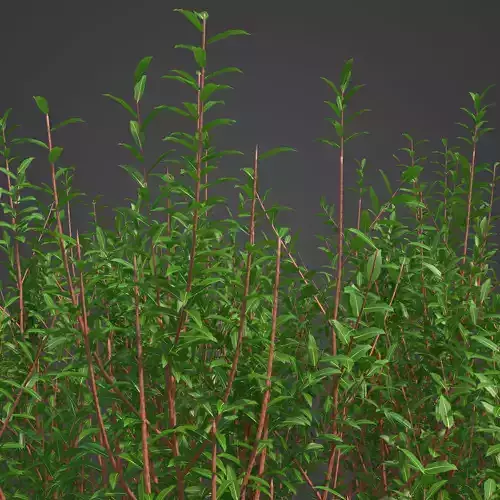 2021 PBR Purple Willow Collection - Salix Purpurea 