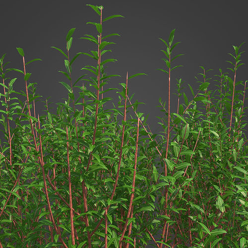 2021 PBR Purple Willow Collection - Salix Purpurea  3D model