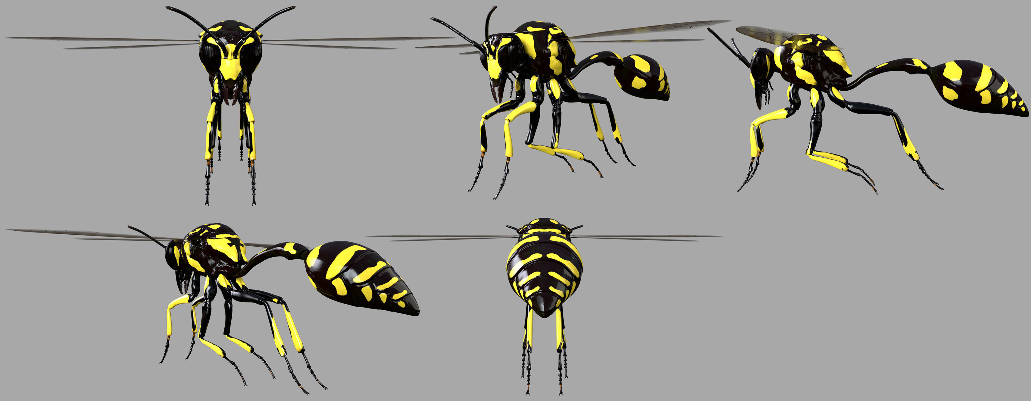 Potter or Mason Wasp 3D model_4