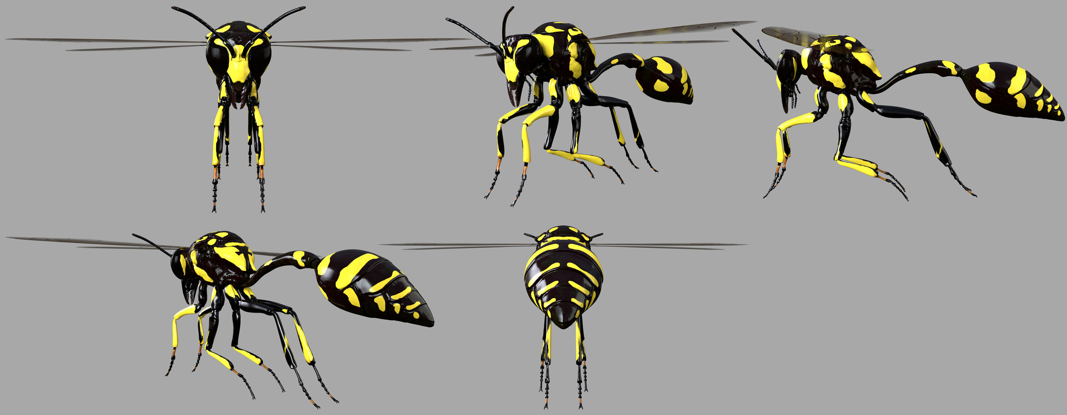 Potter or Mason Wasp 3D model_5