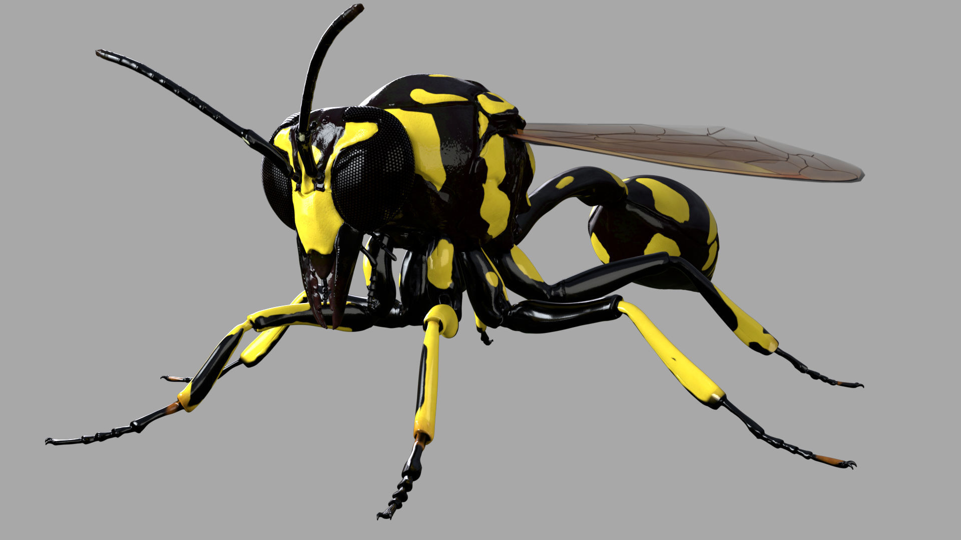 Potter or Mason Wasp 3D model_1