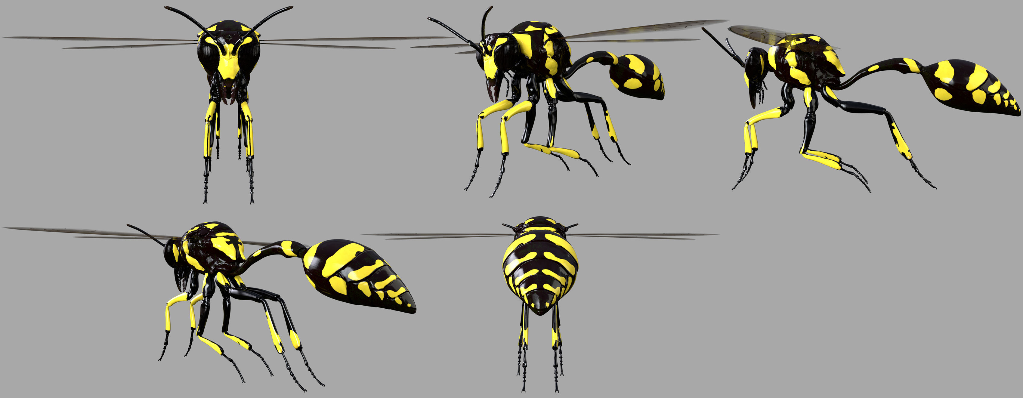 Potter or Mason Wasp 3D model_3