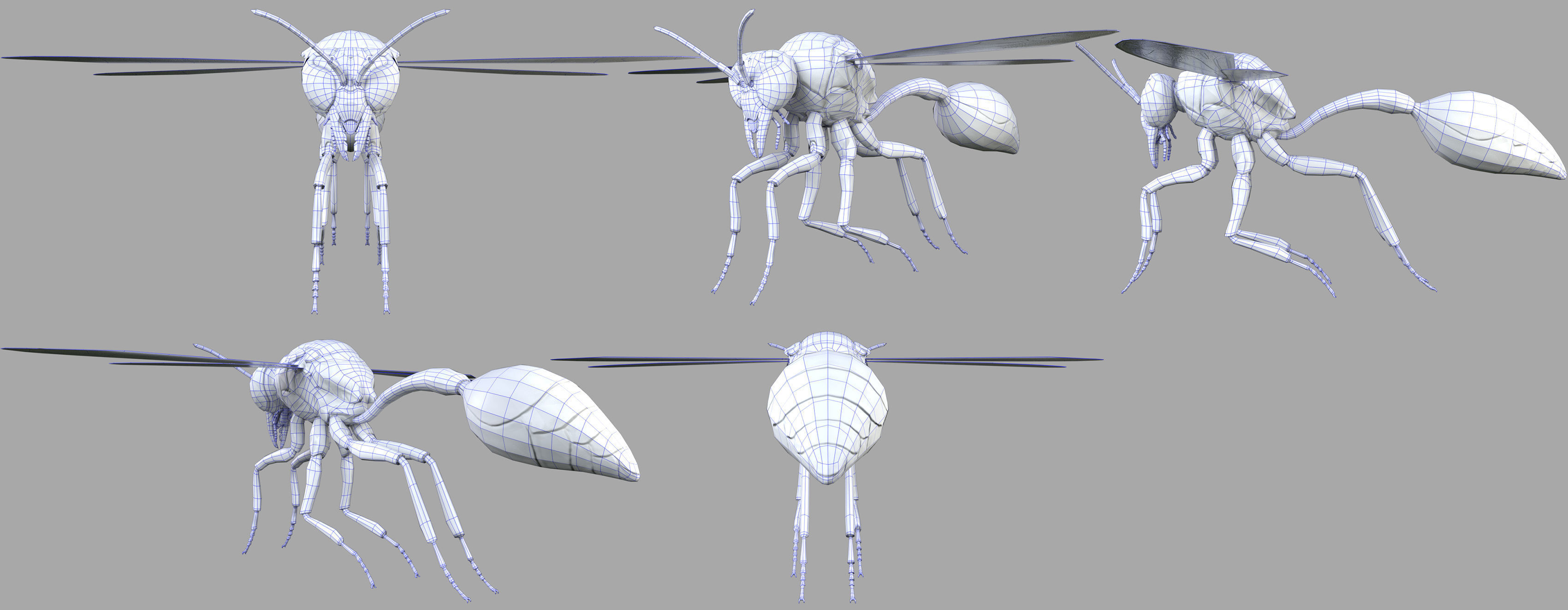Potter or Mason Wasp 3D model_6