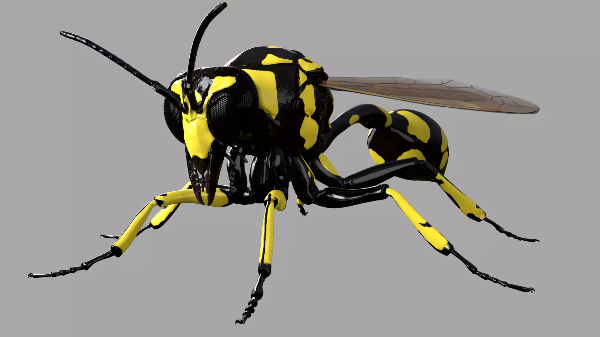 Potter or Mason Wasp 3D model_0